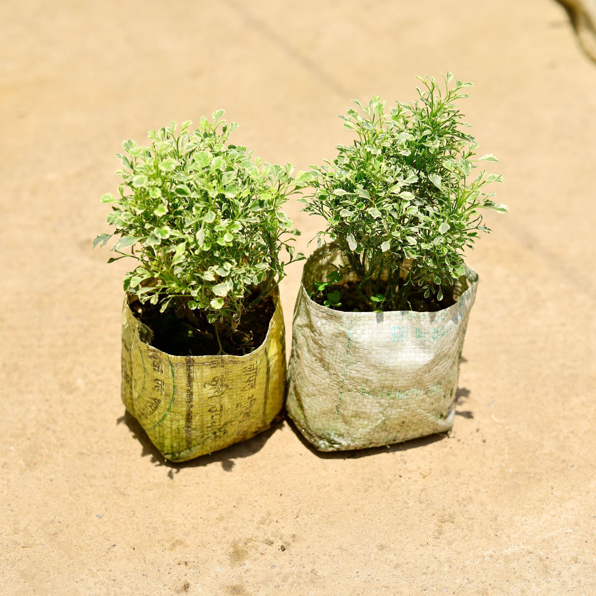 Set of 2 - Aralia Vareigated in 8 Inch Nursery Bag