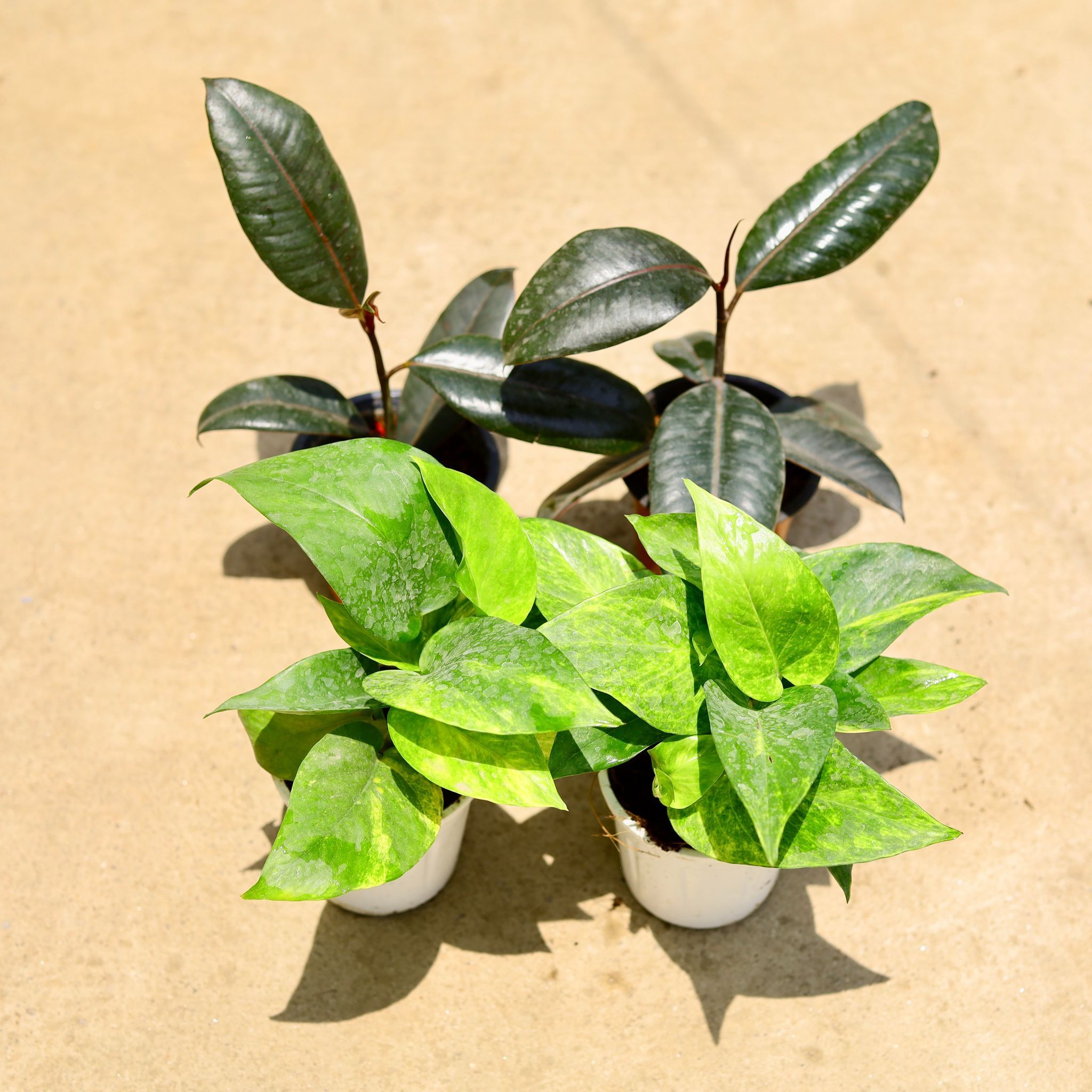 Set of 4 - Rubber Green & Money Plant green in 4 Inch Nursery Pot