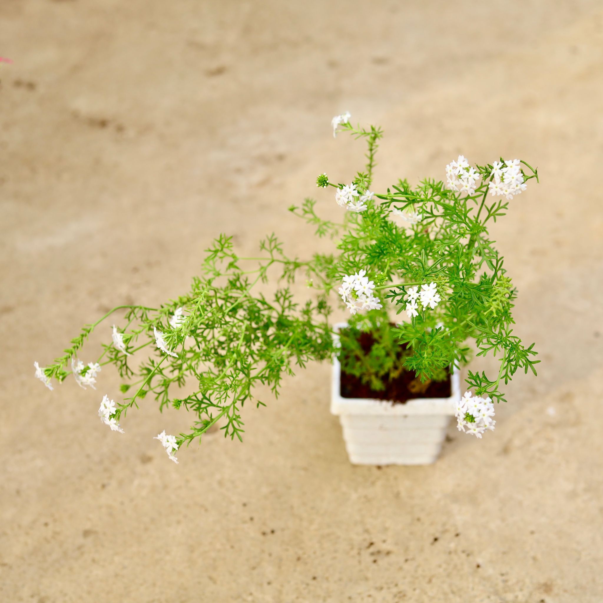 Verbena White in 4 Inch White Marble Premium Orchid Square Plastic Pot