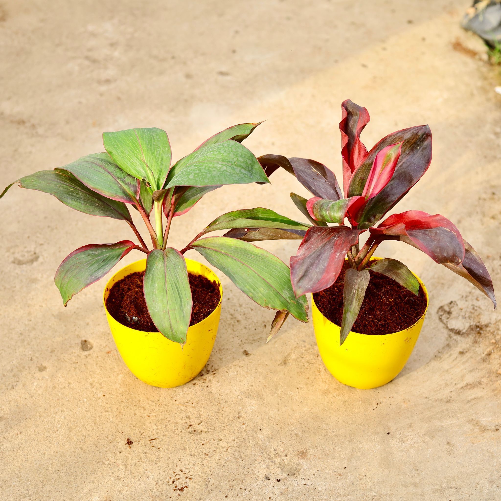 Set of 2 - Dracaena Rosea & Kedarnath in 6 Inch Yellow Premium Orchid Round Plastic Pot