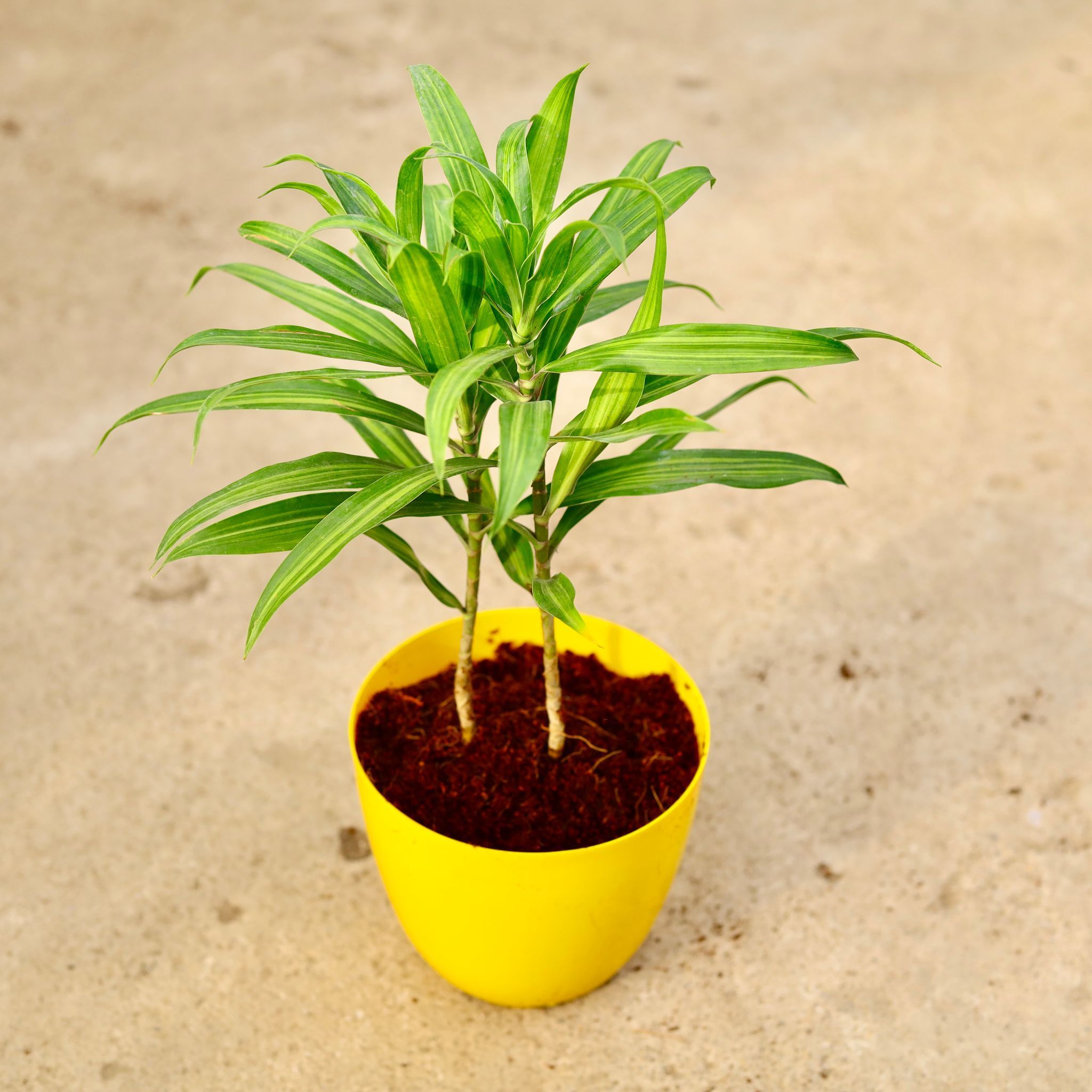 Dracaena Messenger in 6 Inch Yellow Premium Orchid Round Plastic Pot