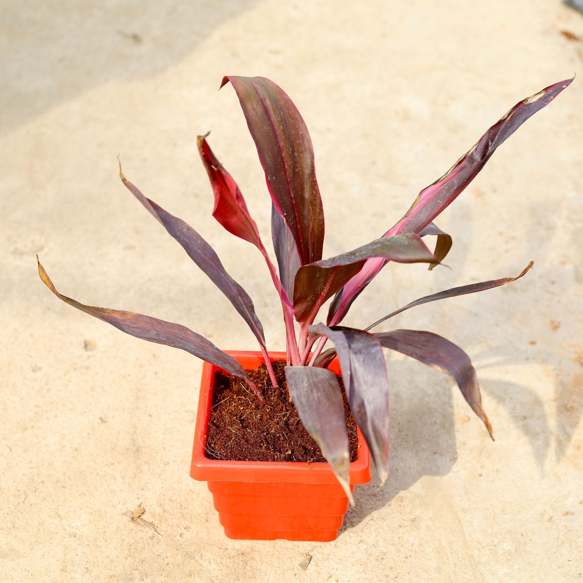Dracaena Mahatma in 6 Inch Red Premium Orchid Square Plastic Pot