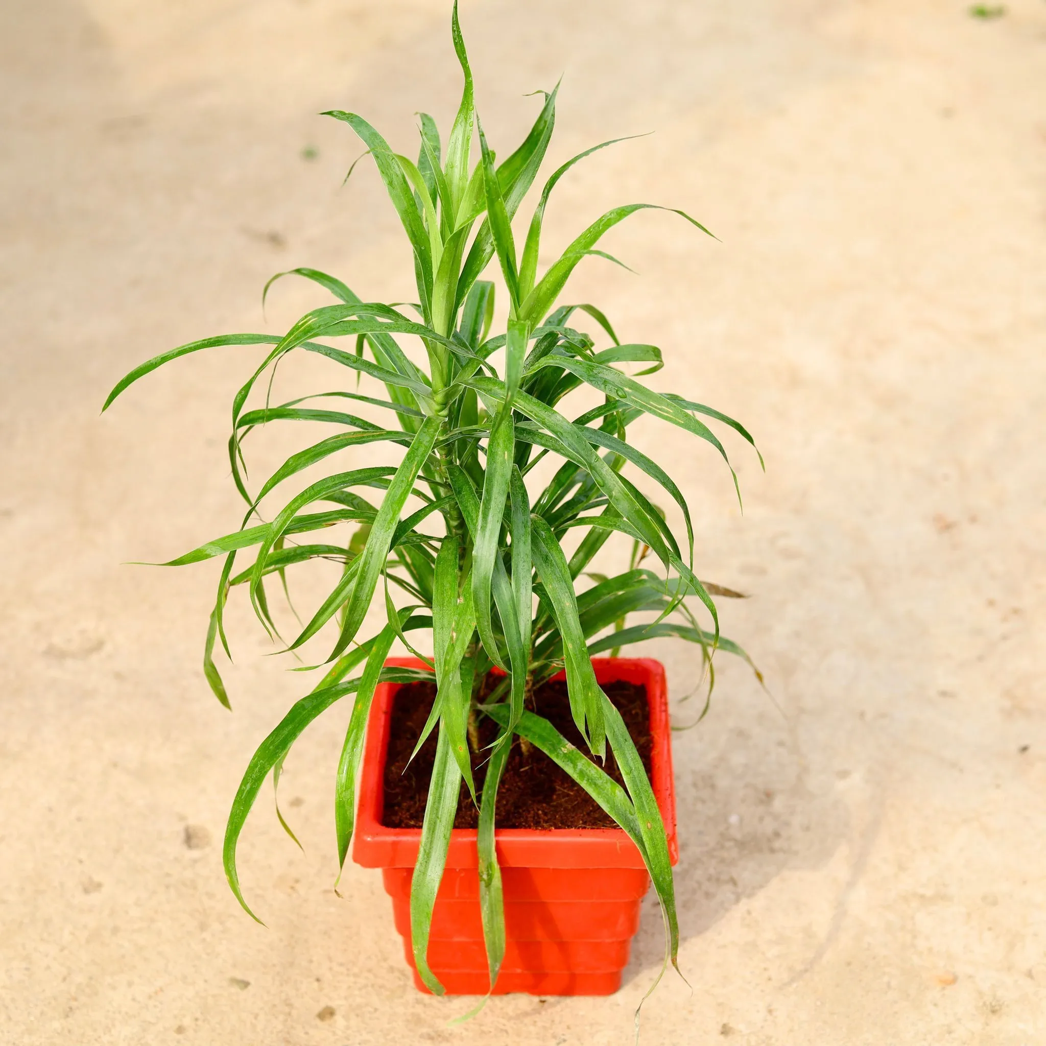 Dracaena Green in 6 Inch Red Premium Orchid Square Plastic Pot