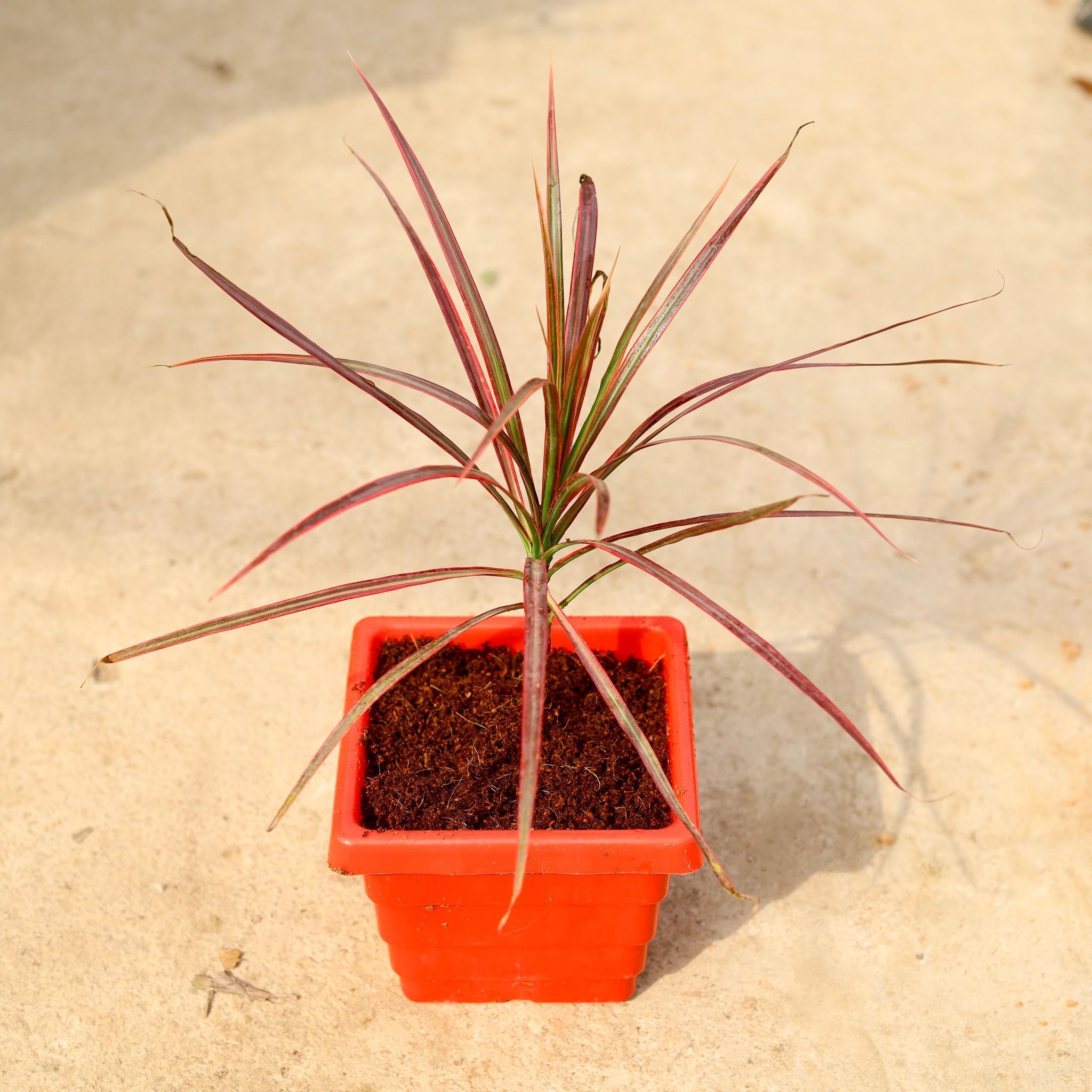 Dracaena Chlorma in 6 Inch Red Premium Orchid Square Plastic Pot