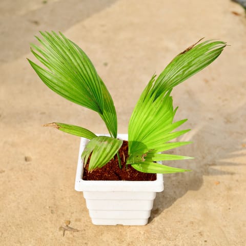 China Palm in 6 Inch White Marble Premium Orchid Square Plastic Pot