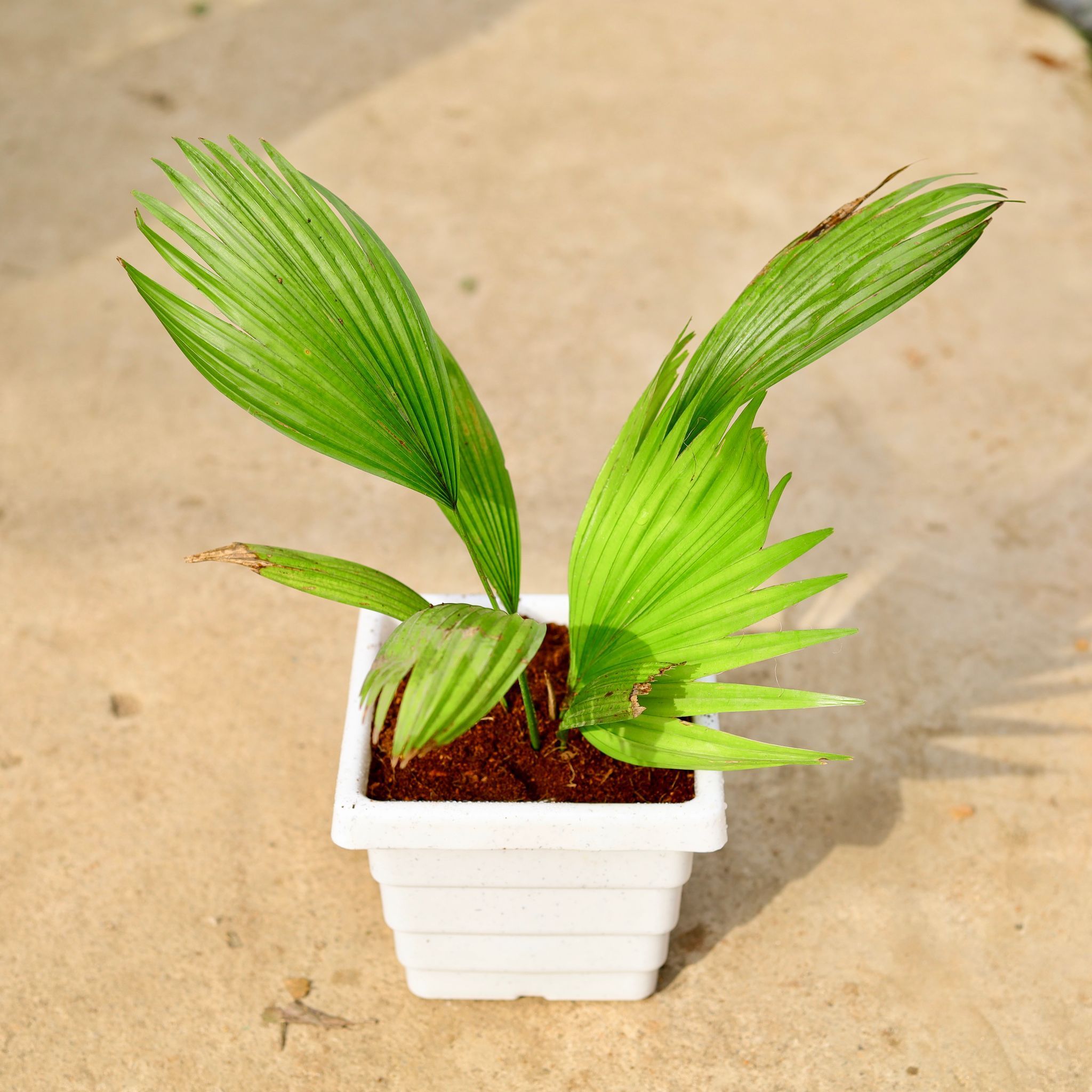 China Palm in 6 Inch White Marble Premium Orchid Square Plastic Pot