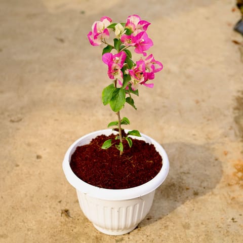 Bougainvillea (Any Color) in 10 Inch White Olive Plastic Pot