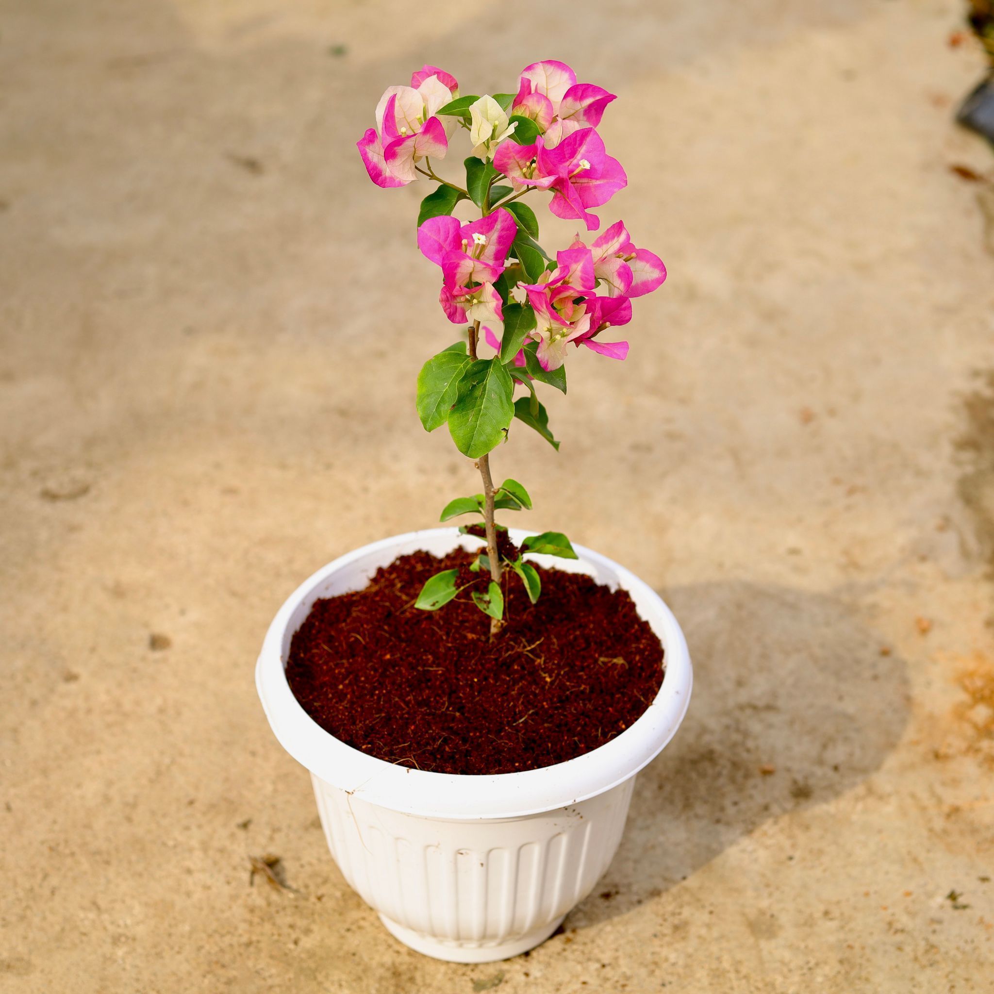 Bougainvillea (Any Color) in 10 Inch White Olive Plastic Pot