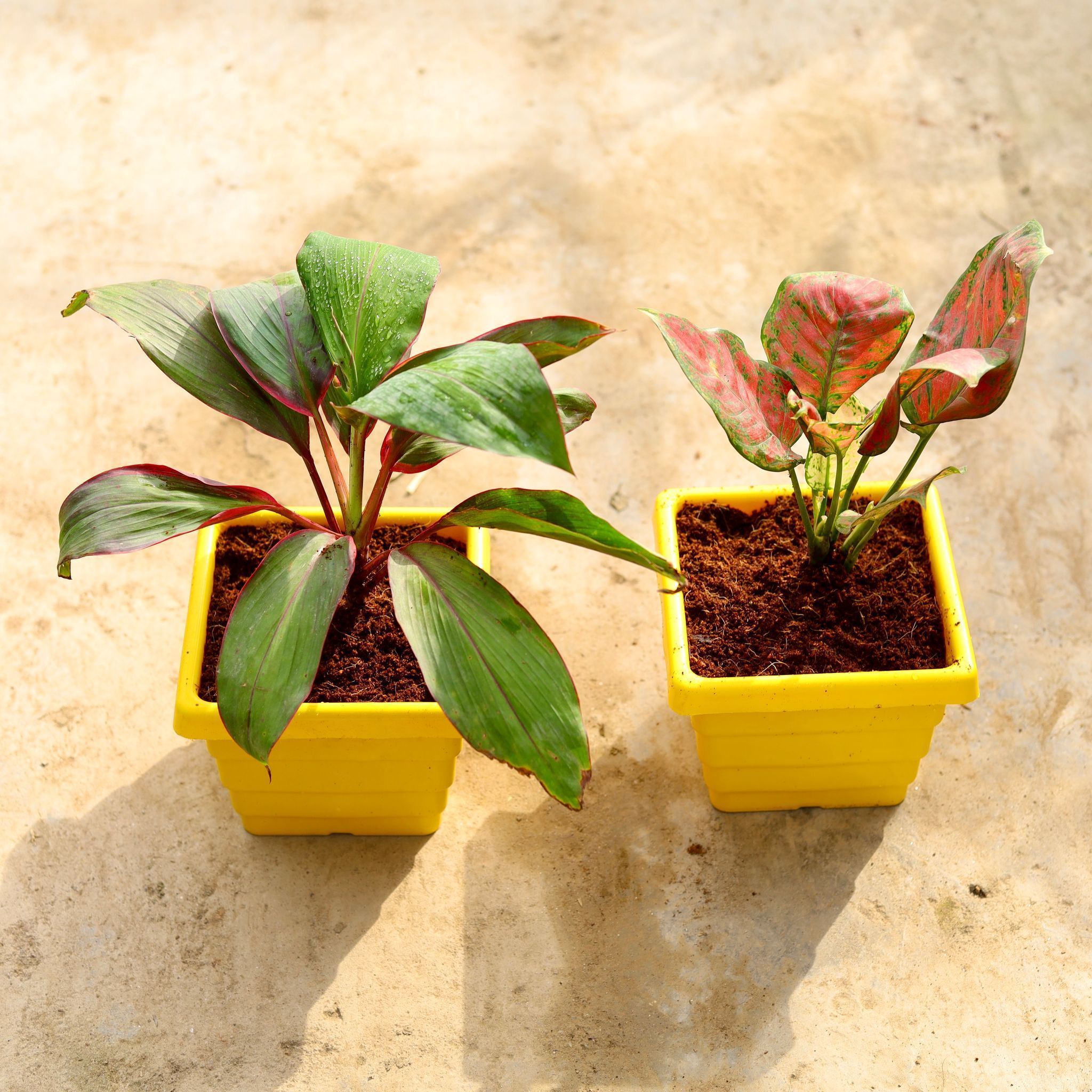 Set of 2 - (Dracaena Kedarnath & Aglaonema Red Rubby) in 6 Inch Yellow Premium Orchid Square Plastic Pot