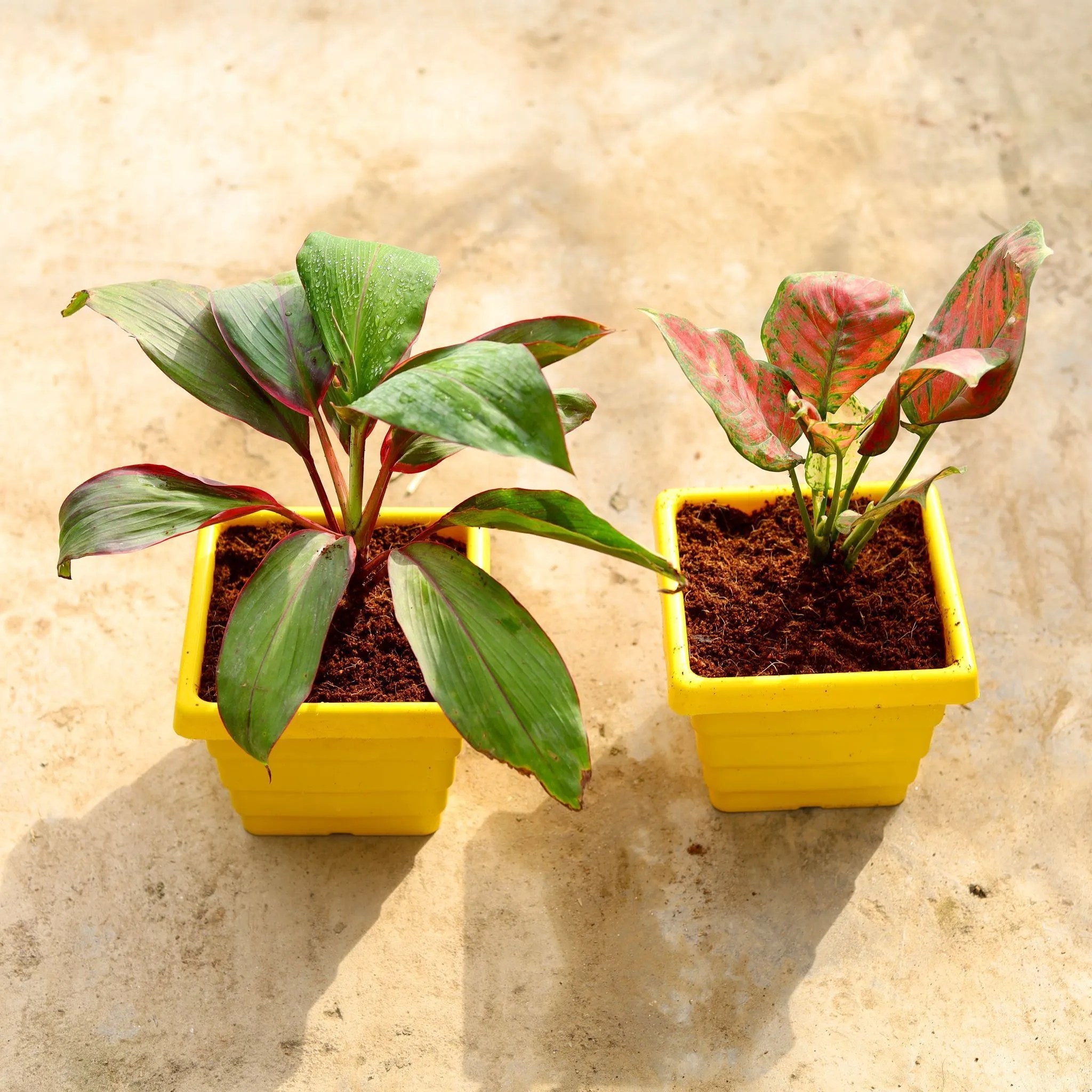 Set of 2 - (Dracaena Kedarnath & Aglaonema Red Rubby) in 6 Inch Yellow Premium Orchid Square Plastic Pot