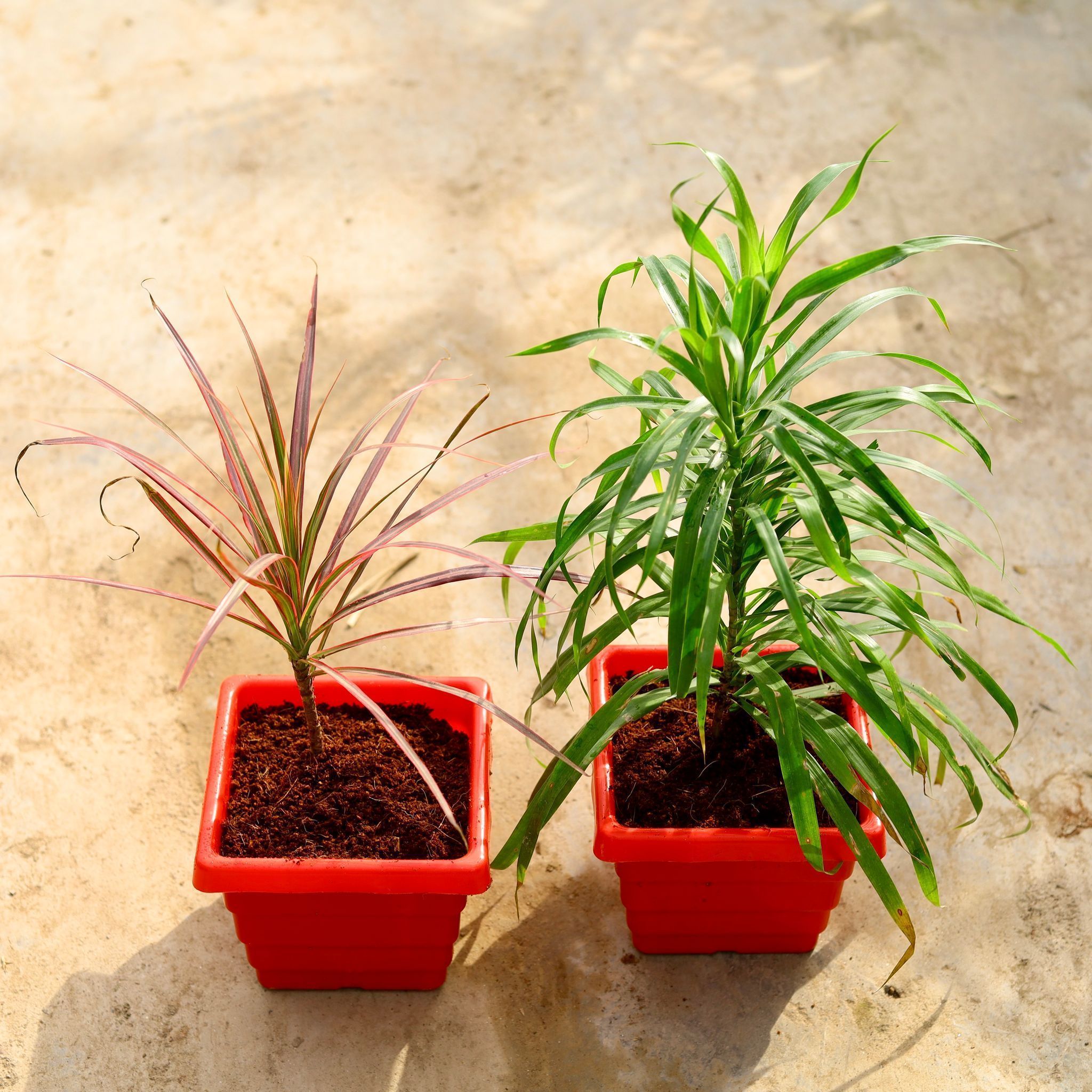 Set of 2 - (Dracaena Colorama / Marginata & Green) in 6 Inch Red Premium Orchid Square Plastic Pot