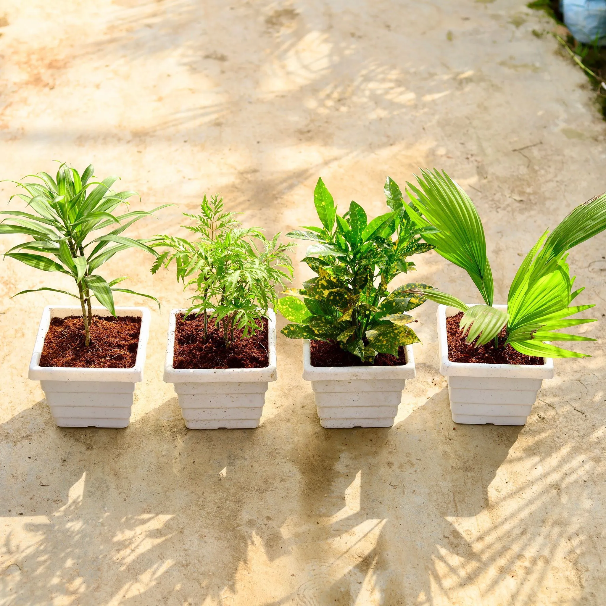 Set of 4 - (Dracaena Messenger, Aralia Neem, Baby Croton & China / Fan Palm) in 6 Inch White Marble Premium Orchid Square Plastic Pot