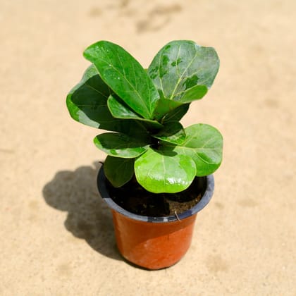 Buy Fiddle Lead in 3 Inch Nursery Pot Online | Urvann.com