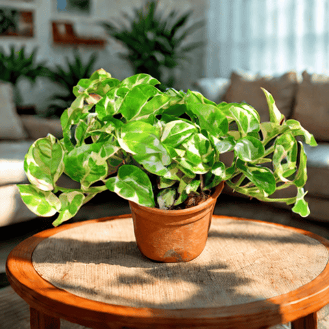 Money Plant Njoy in 6 Inch Nursery Pot