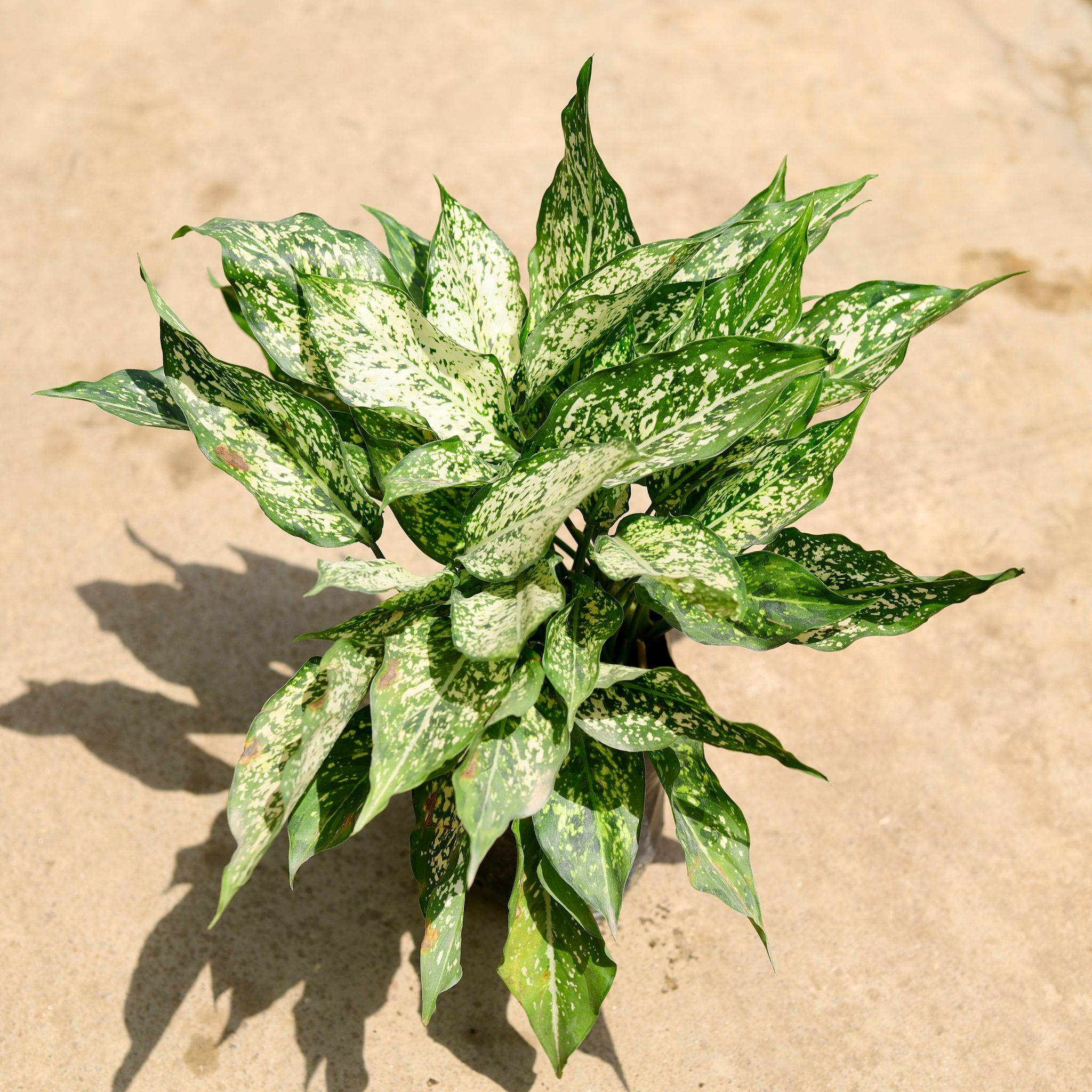Aglaonema Snow White in 8 Inch Nursery Bag
