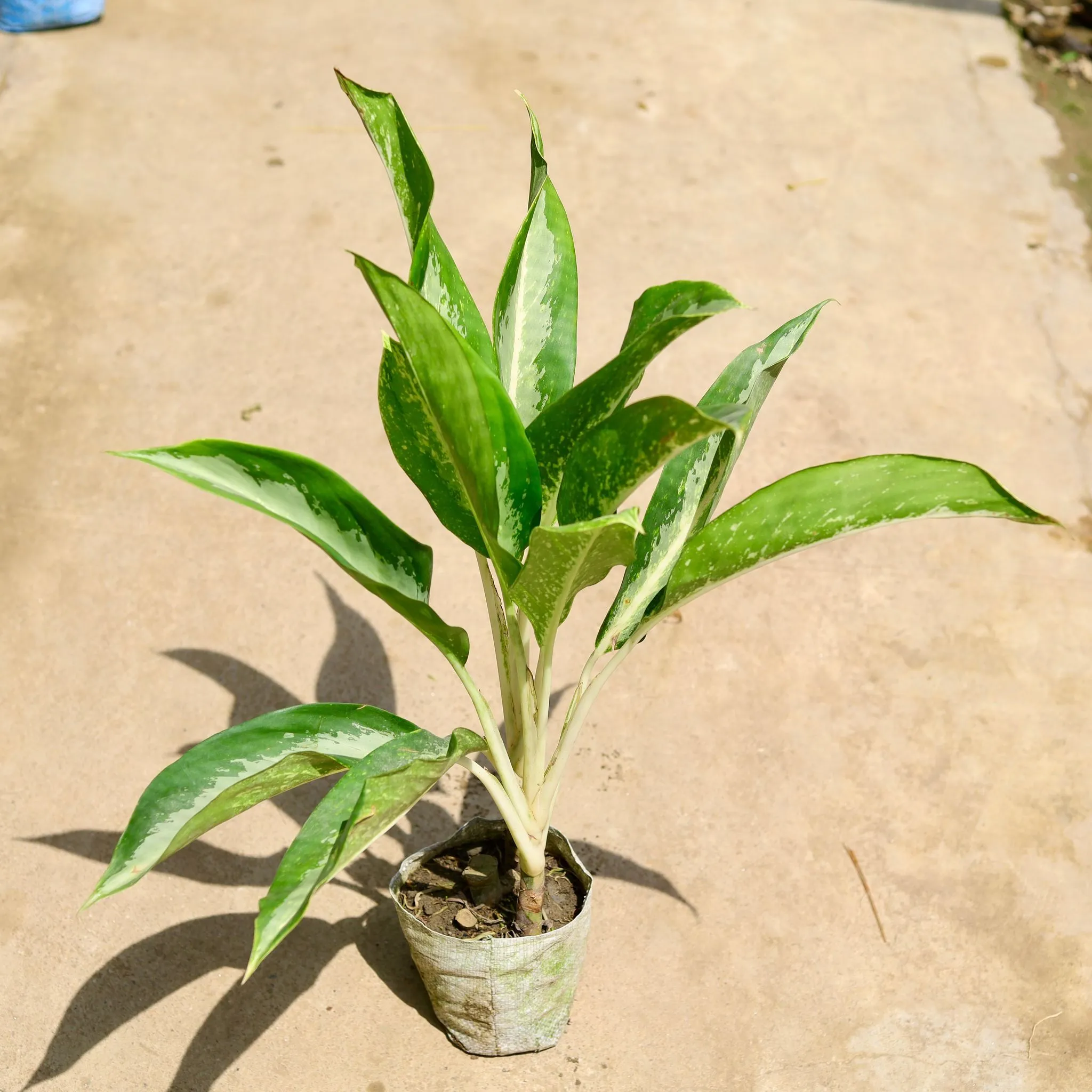 Aglaonema Dove in 8 Inch Nursery Bag