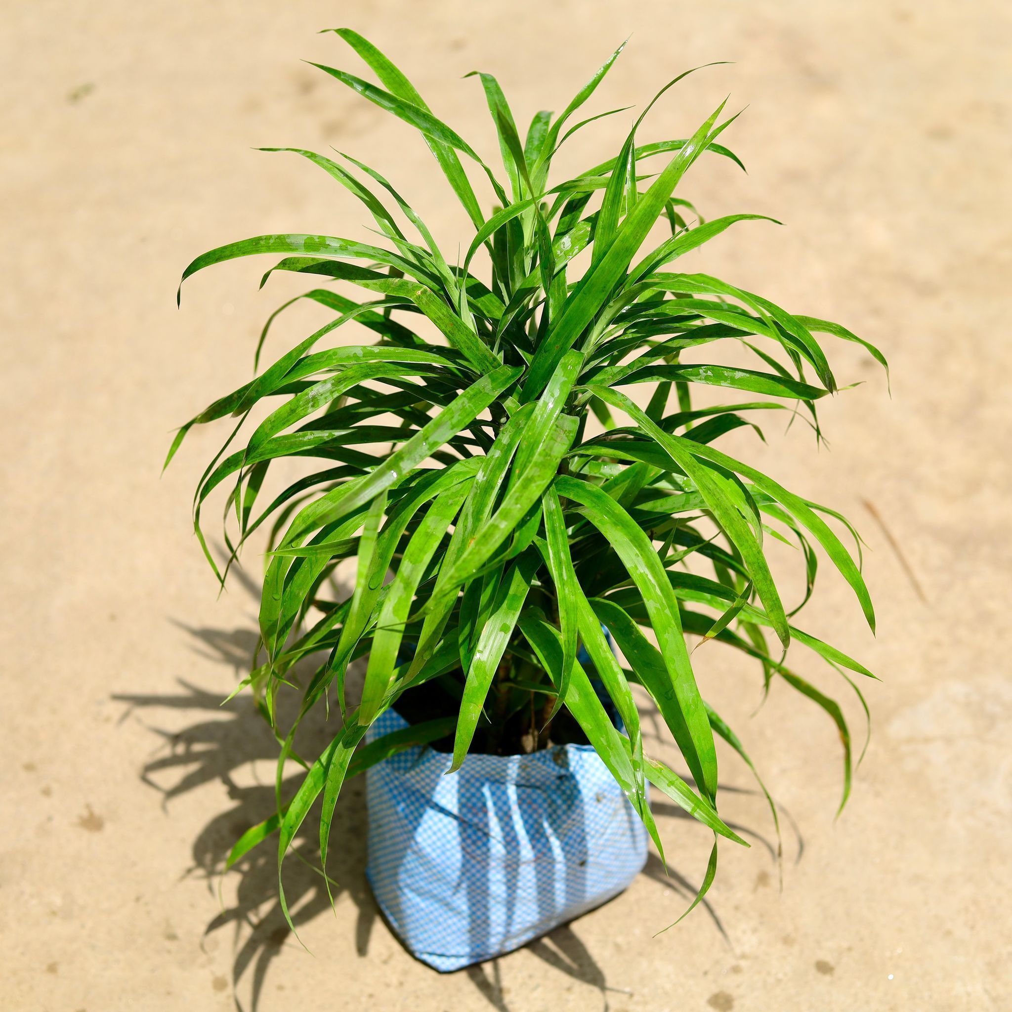 Air Purifying - Dracaena Green in 8 Inch Nursery Bag