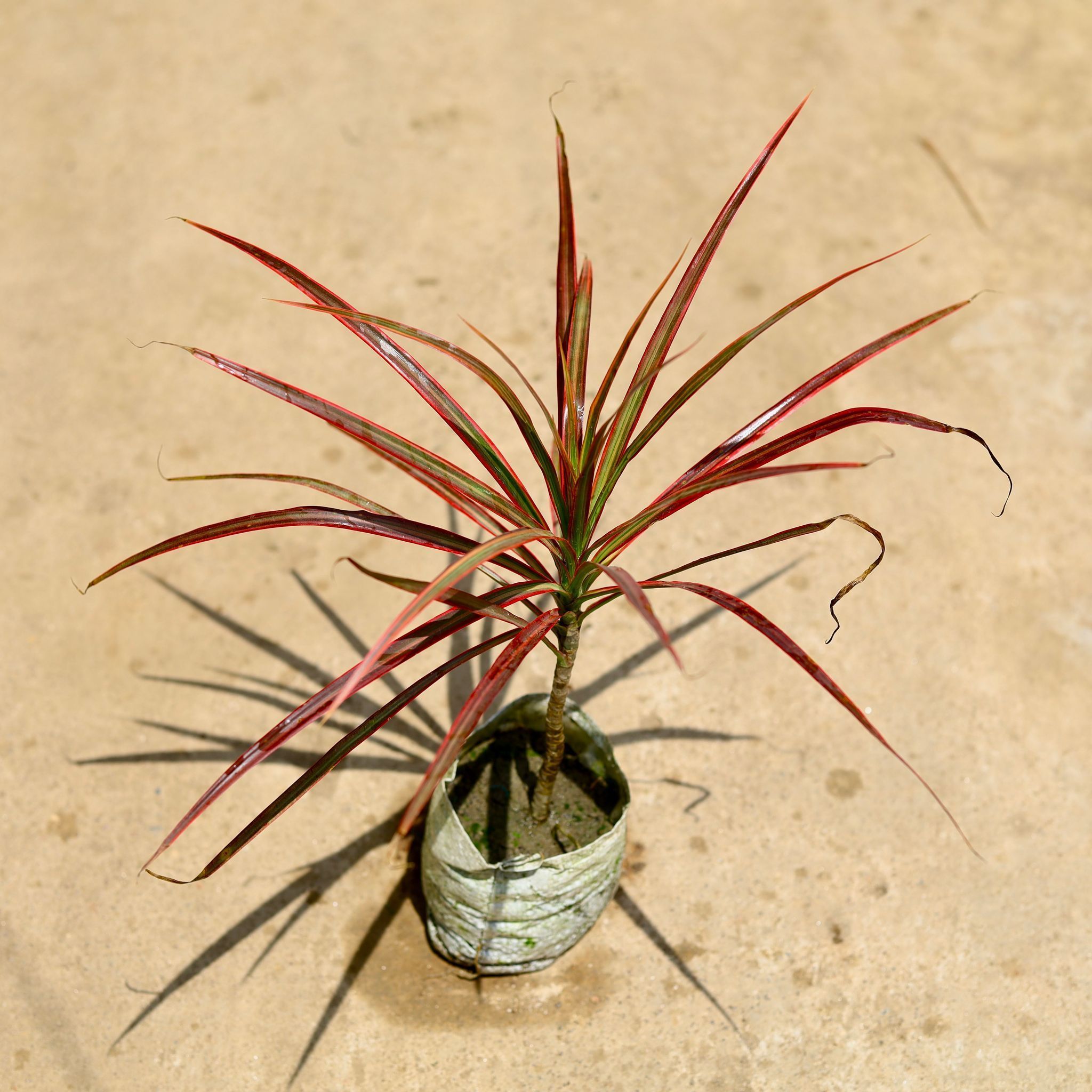 Dracaena Colorama / Marginata in 4 Inch Nursery Bag