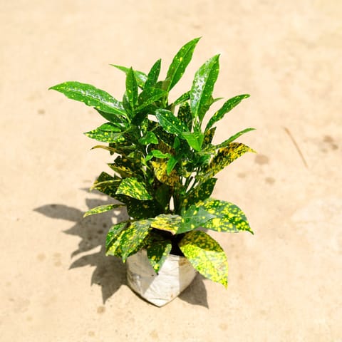 Baby Croton in 4 Inch Nursery Bag