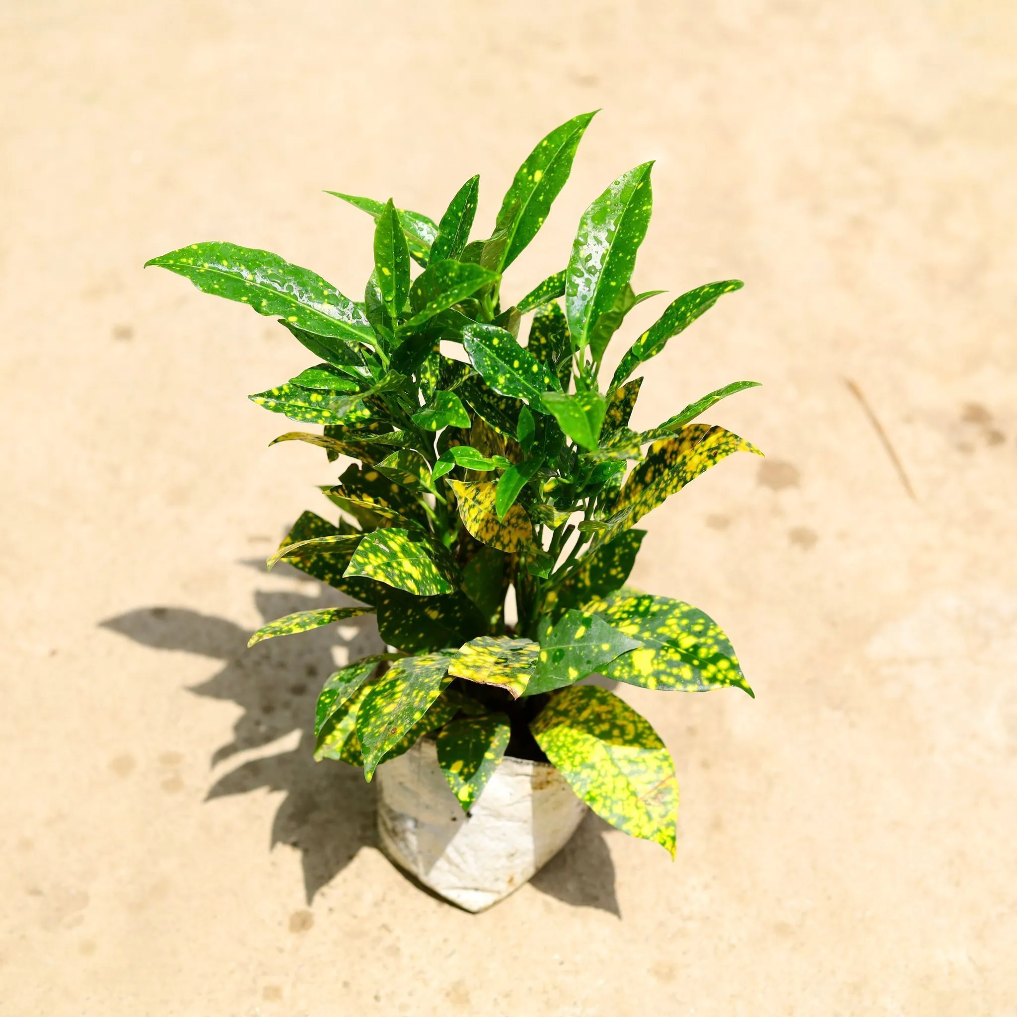 Baby Croton in 4 Inch Nursery Bag