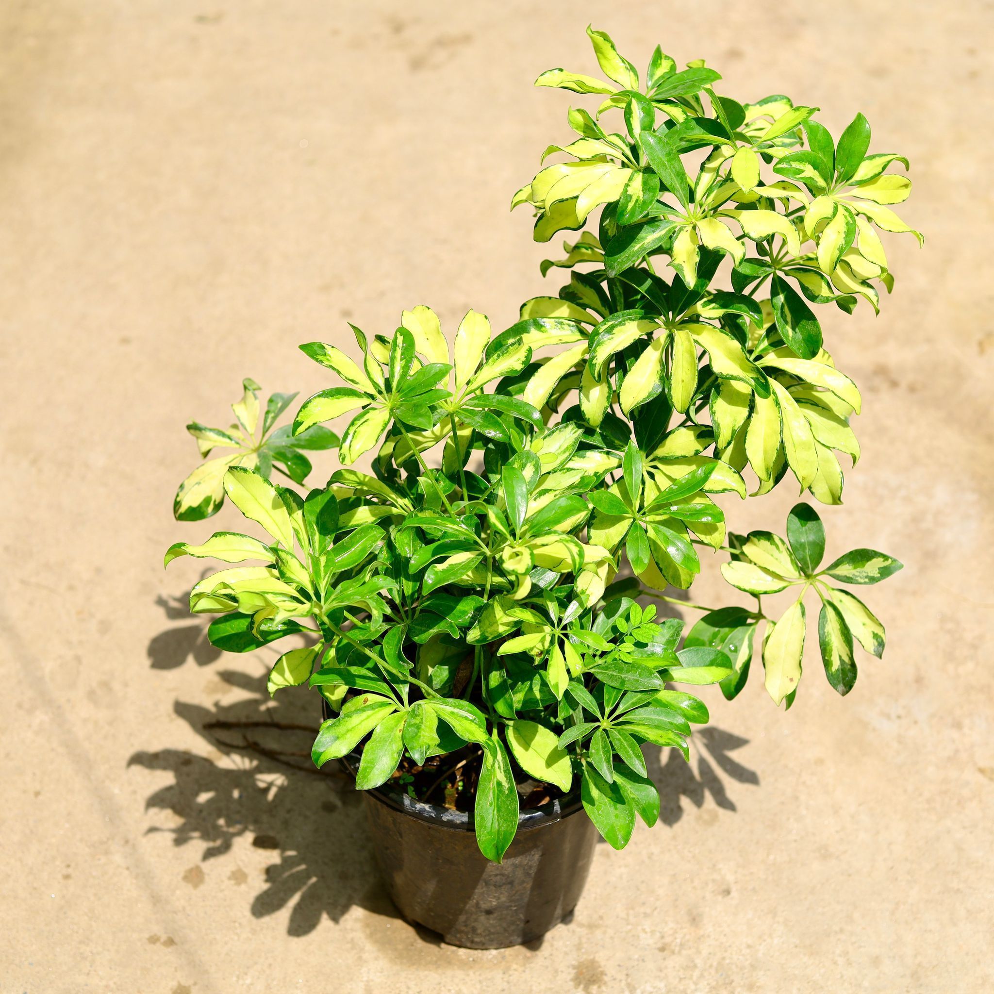 Air Purifying - Schefflera Vareigated in 8 Inch Nursery Bag