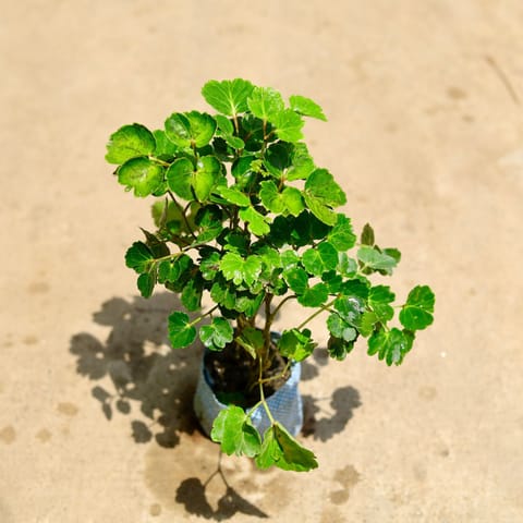 Aralia Apple Leaf in 4 Inch Nursery Bag