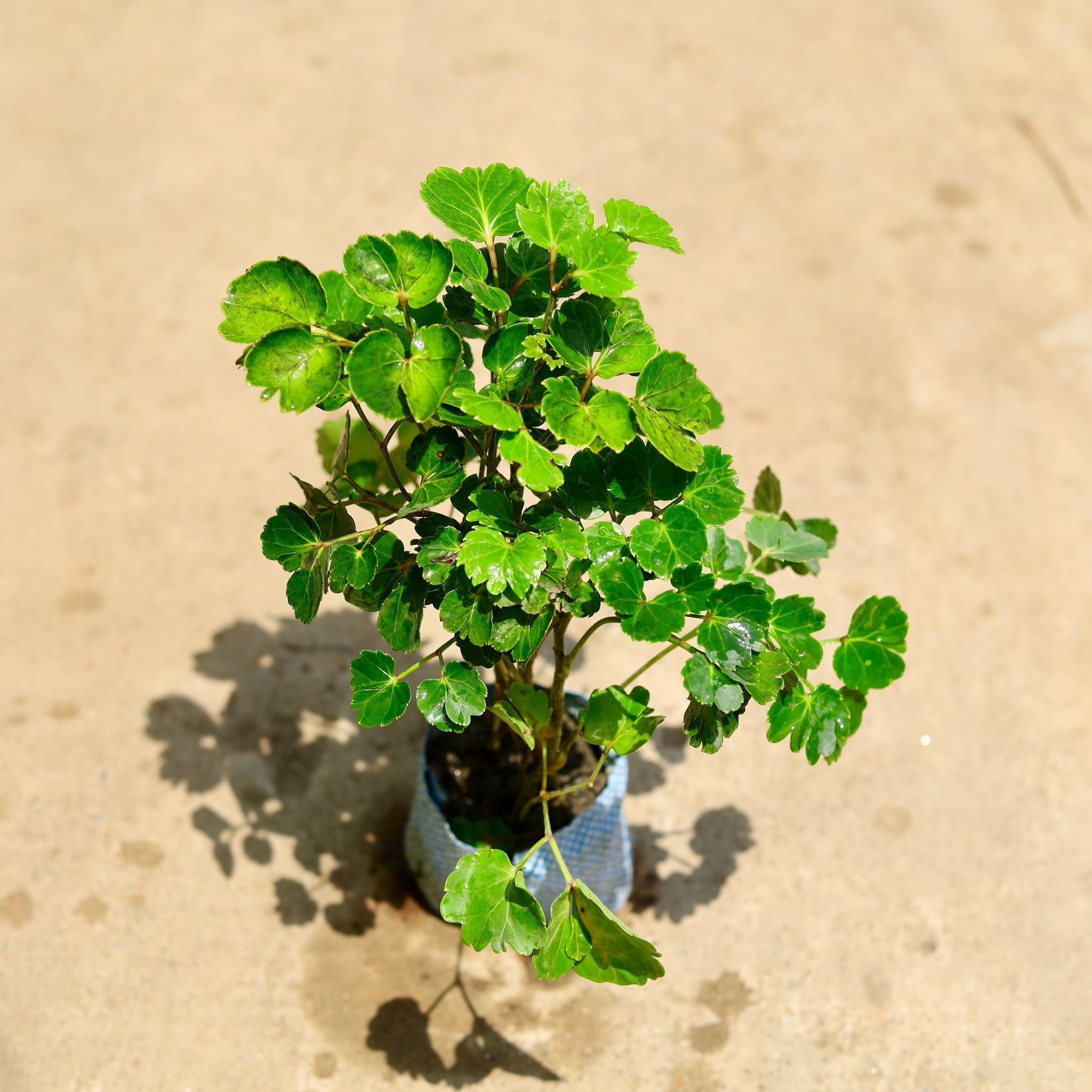 Aralia Apple Leaf in 4 Inch Nursery Bag