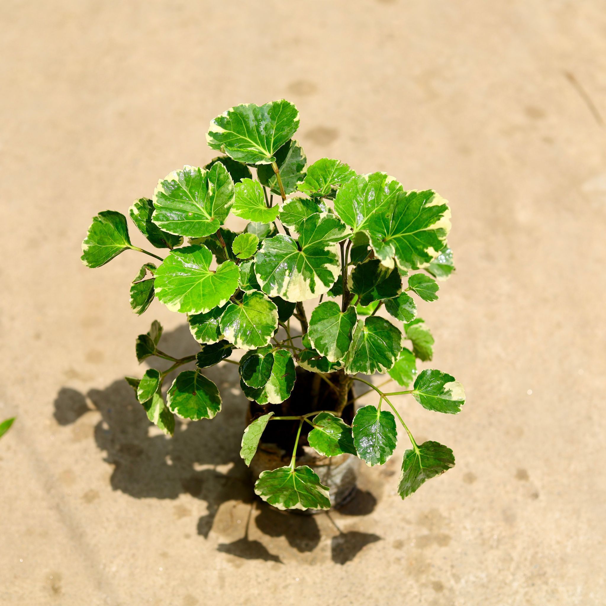 Aralia Dinner Plate in 4 Inch Nursery Bag