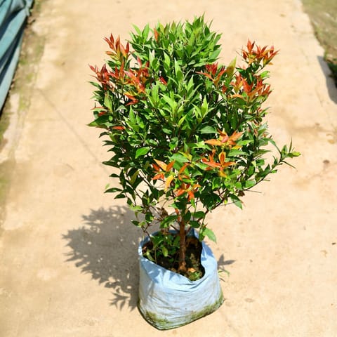 Syzygium / Christina Ficus in 10 Inch Nursery Bag