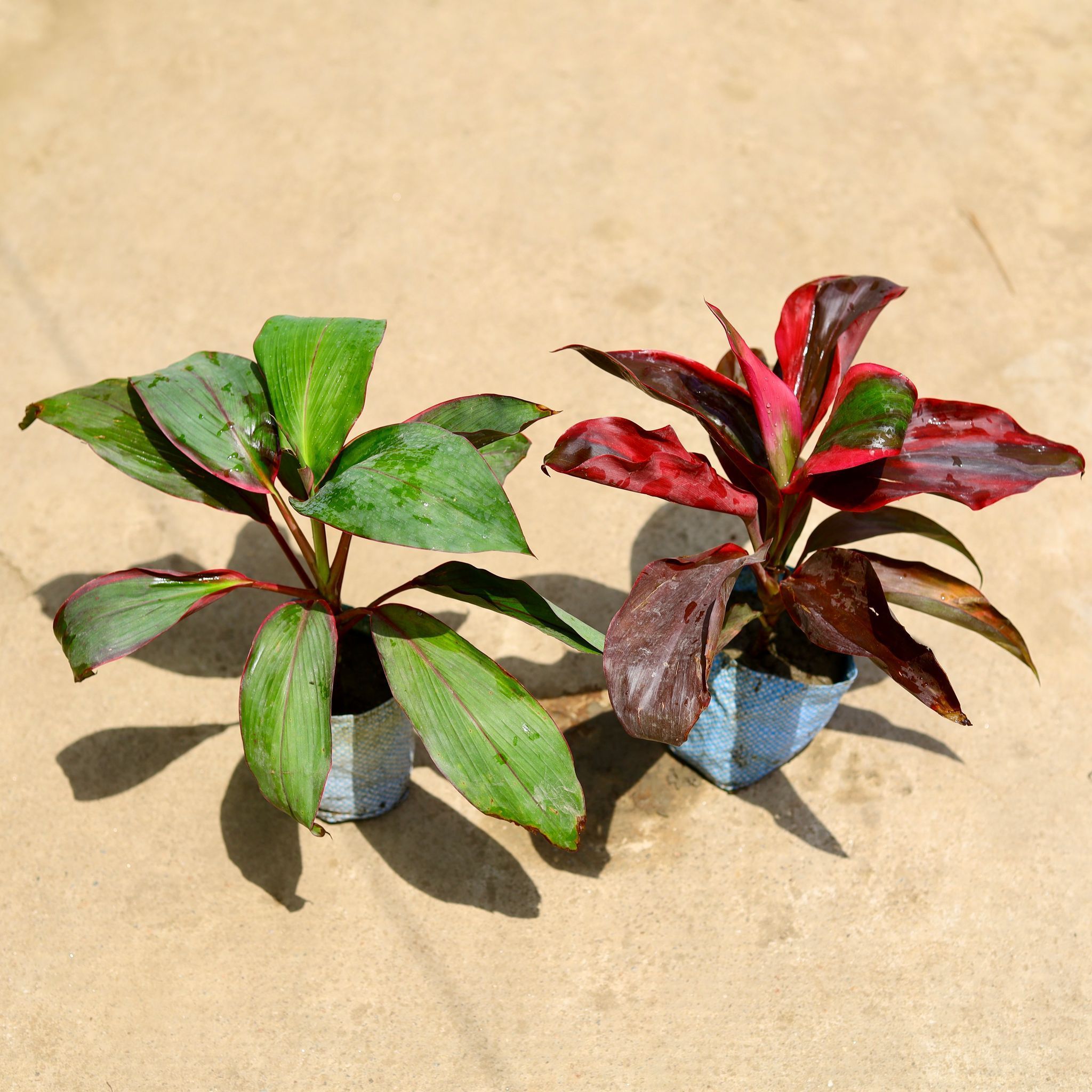 Set of 2 - (Dracaena Rosea & Kedarnath) in 4 Inch Nursery Bag