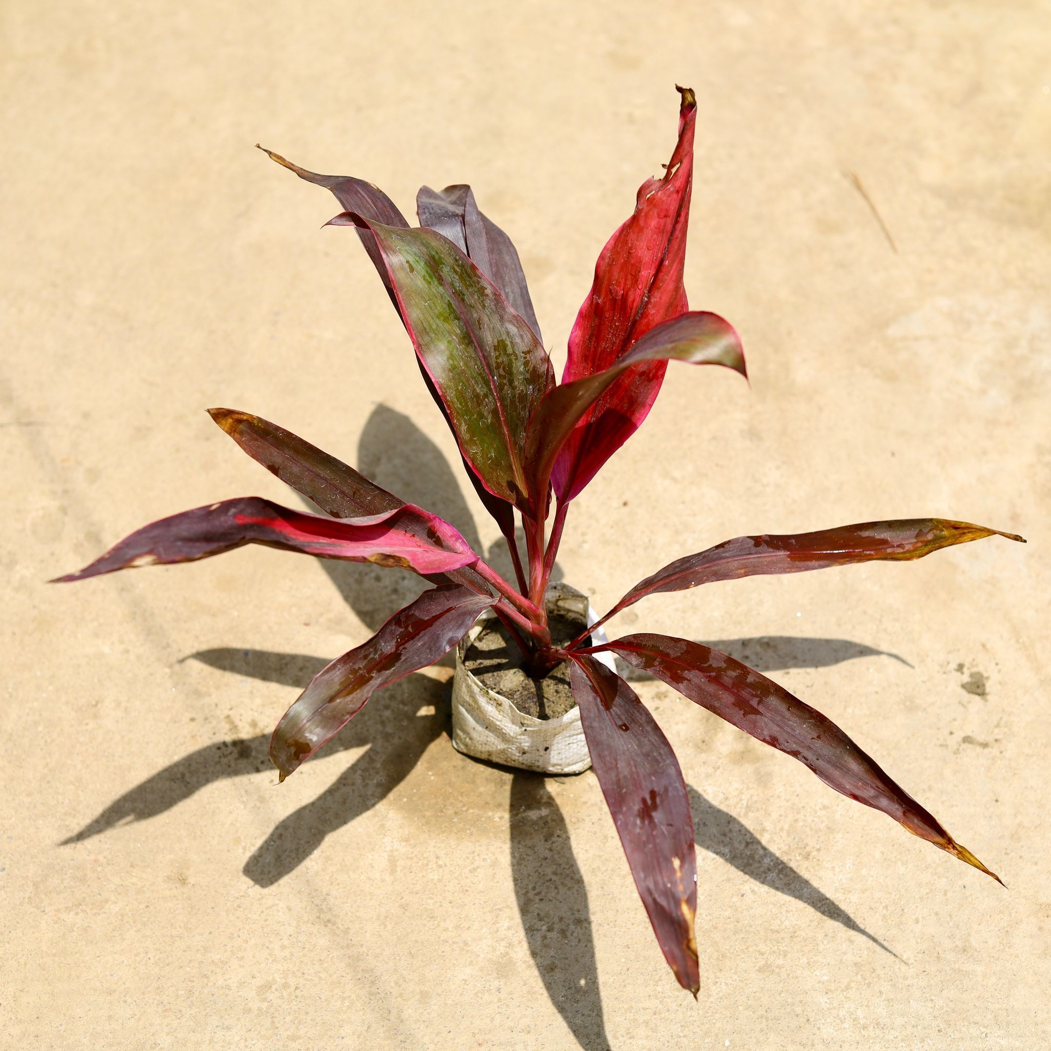 Dracaena Mahatma in 4 Inch Nursery Bag