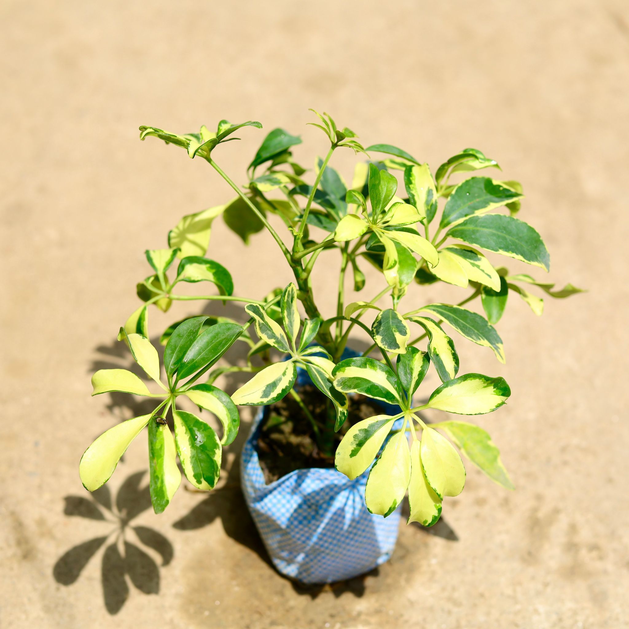 Schefflera Vareigated in 4 Inch Nursery Bag