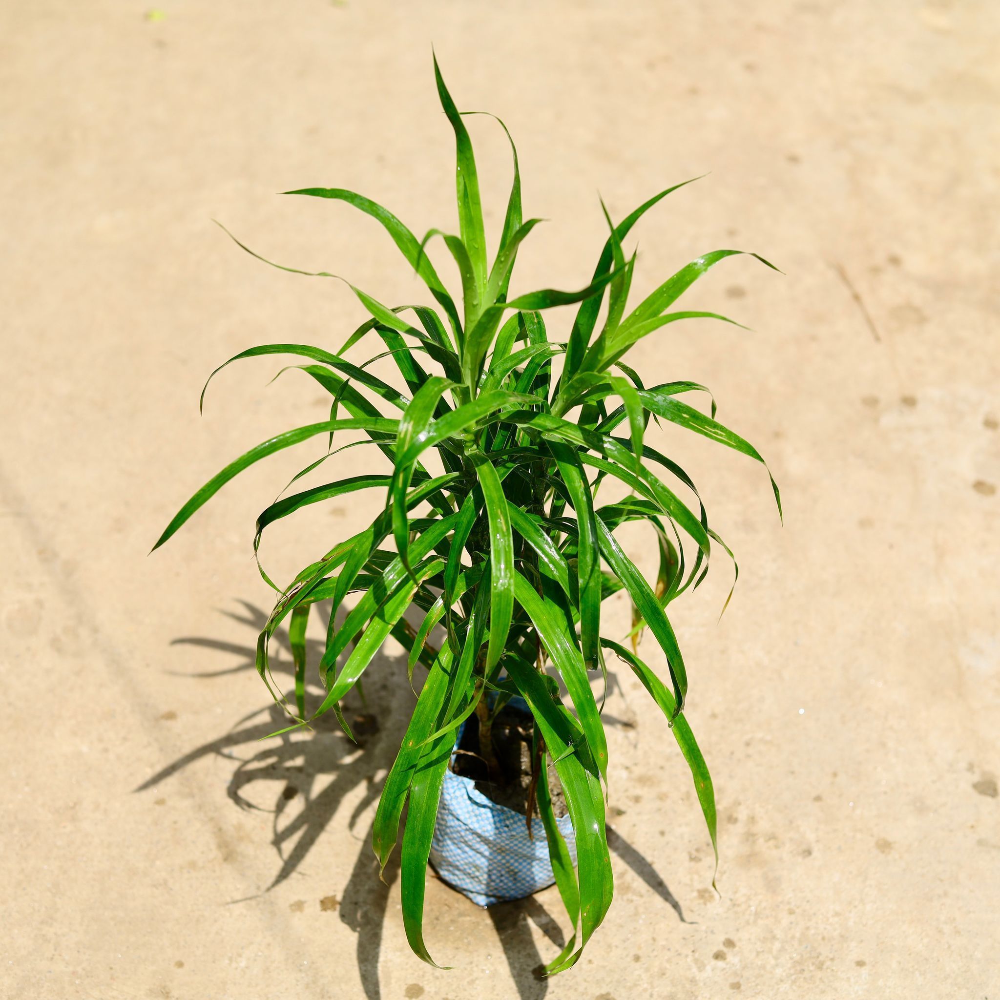 Air Purifying - Dracaena Green in 4 Inch Nursery Bag