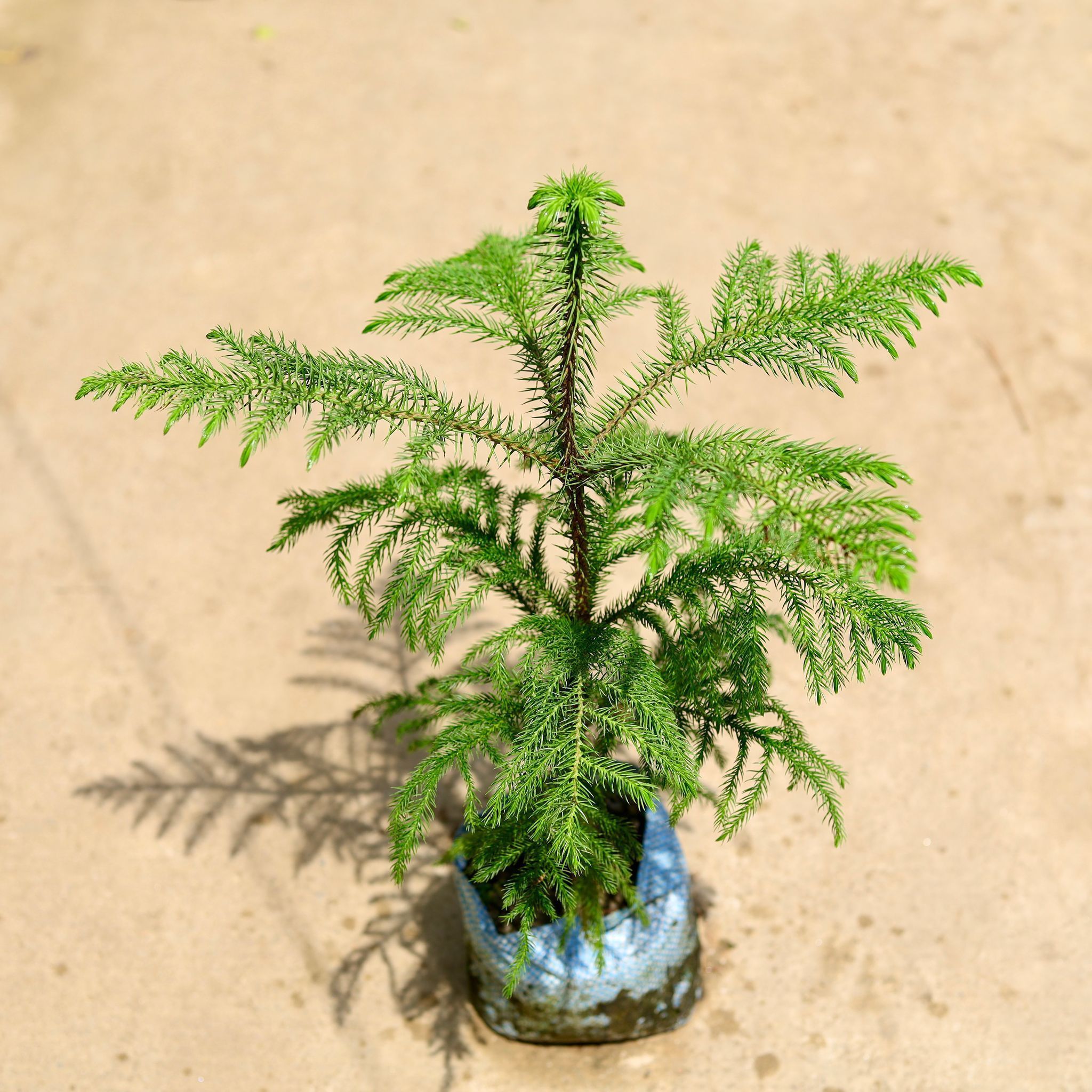 Araucaria /Christmas Tree (~ 2Ft ) in 8 Inch Nursery Bag