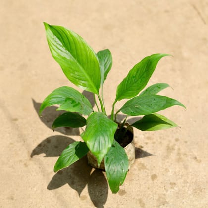 Buy Peace Lily in 4 Inch Nursery Bag Online | Urvann.com