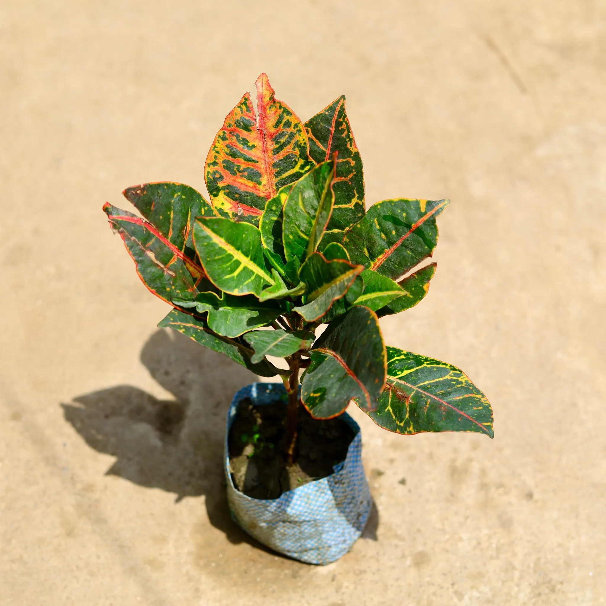 Croton Petra in 4 Inch Nursery Bag