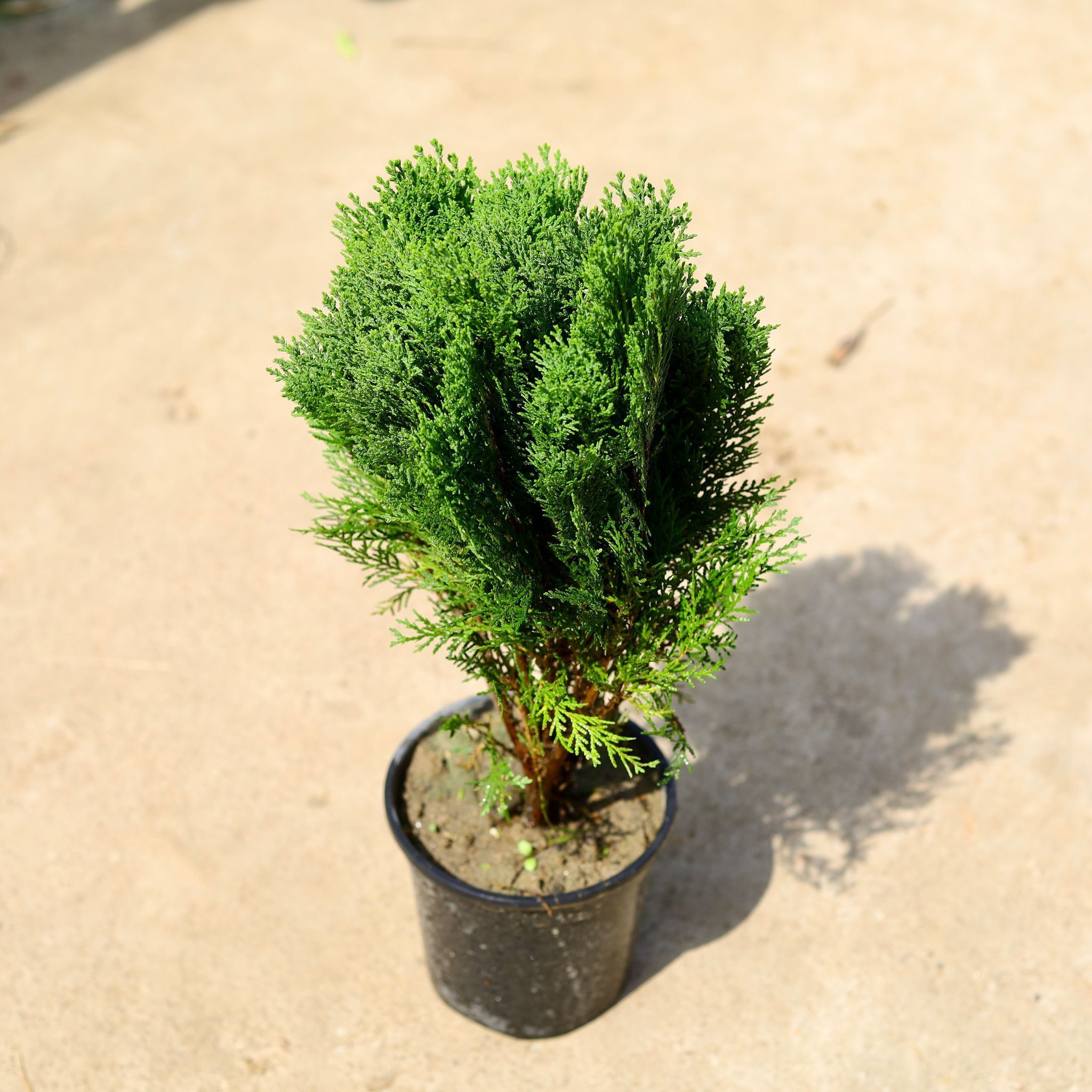 Morpankhi in 6 Inch Nursery Pot