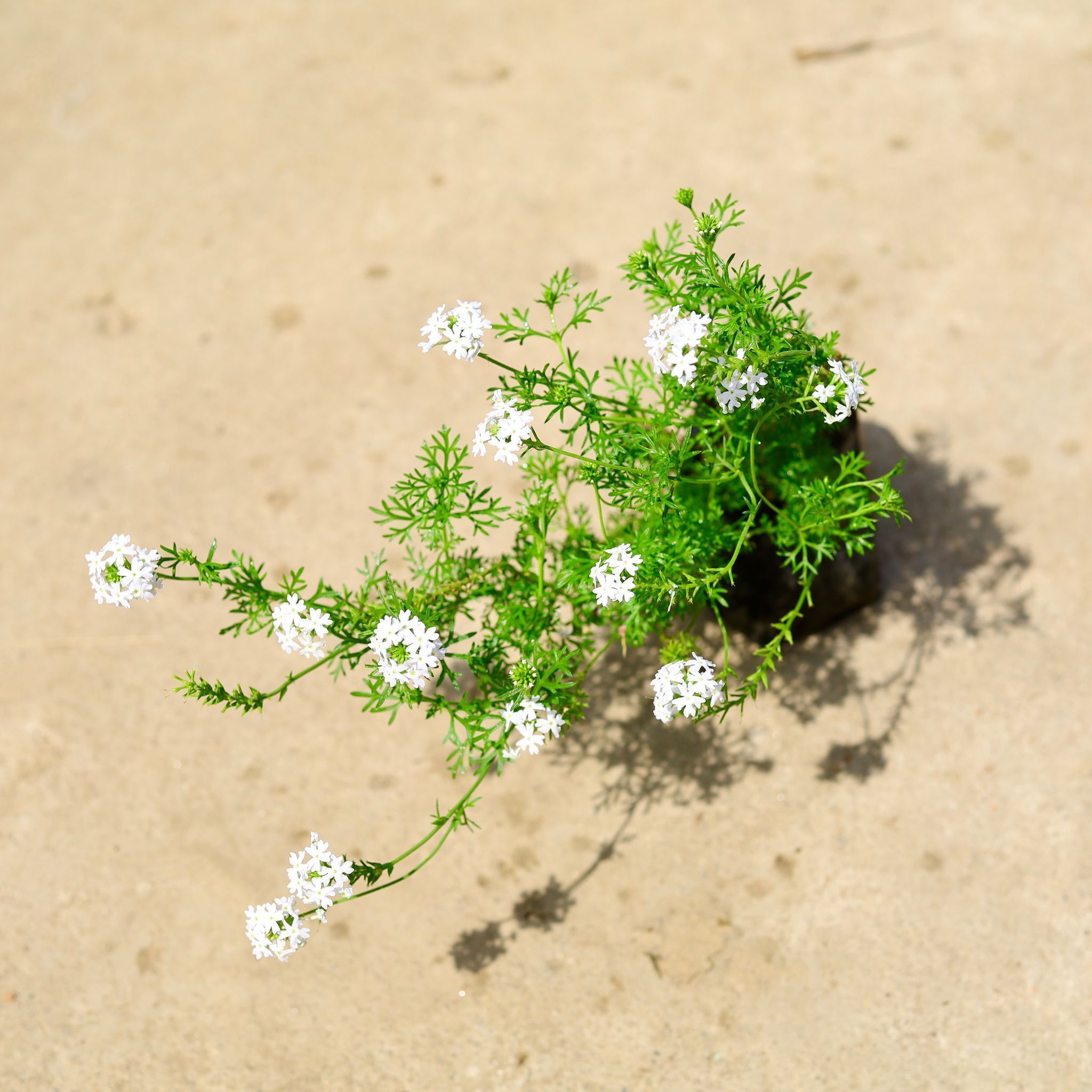 Verbena White in 4 Inch Nursery Bag