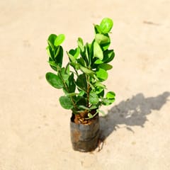 Ficus Moclaim in 4 Inch Nursery Bag
