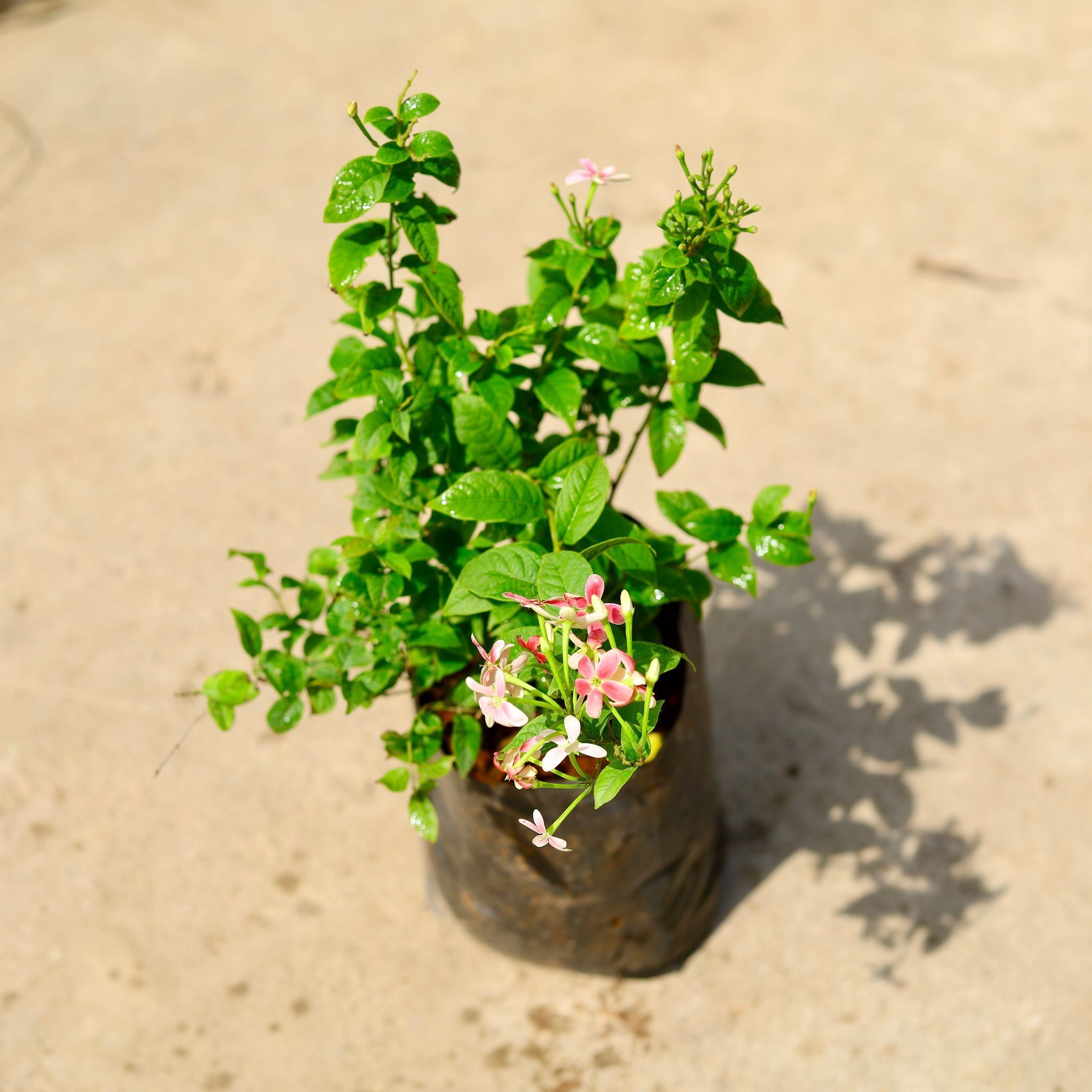Madhu Malti / Rangoon Creeper Dwarf (any colour) in 8 Inch Nursery Bag