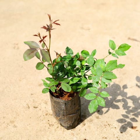 Desi Rose / Gulab Red in 4 Inch Nursery Bag