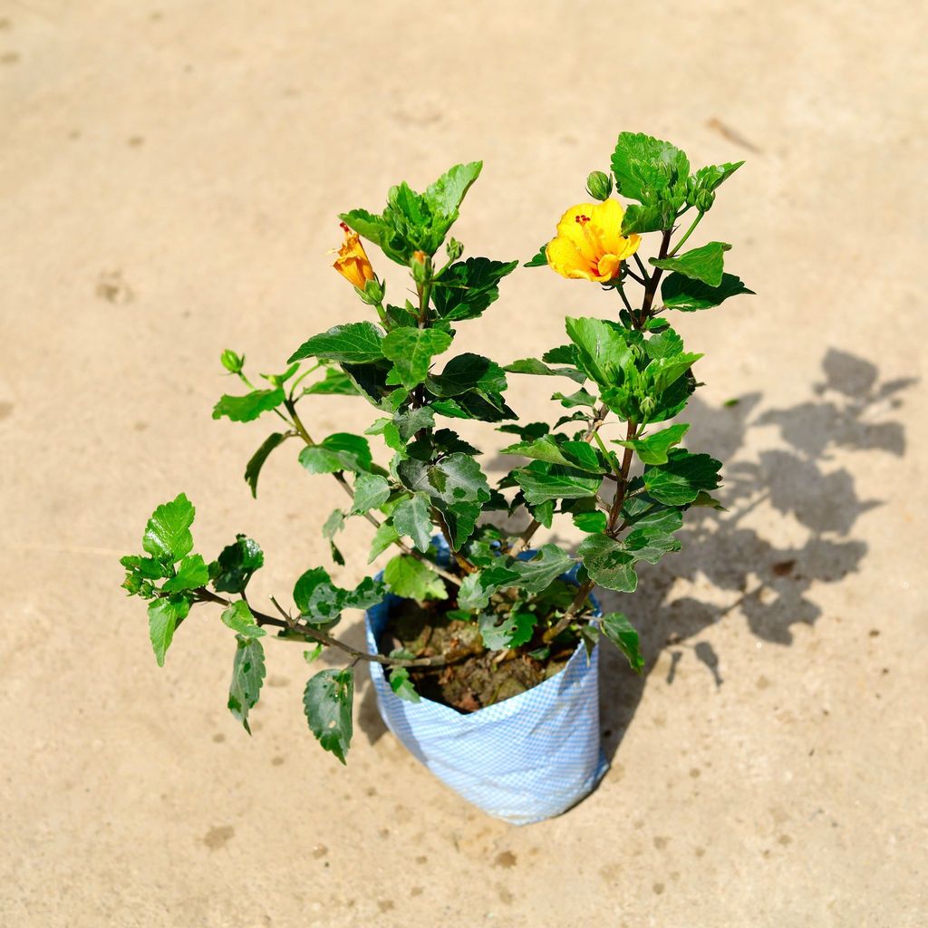 Buy Hibiscus / Gudhal Yellow in 8 Inch Nursery Bag Online | Urvann.com Hibiscus / Gudhal Yellow in 8 Inch Nursery Bag