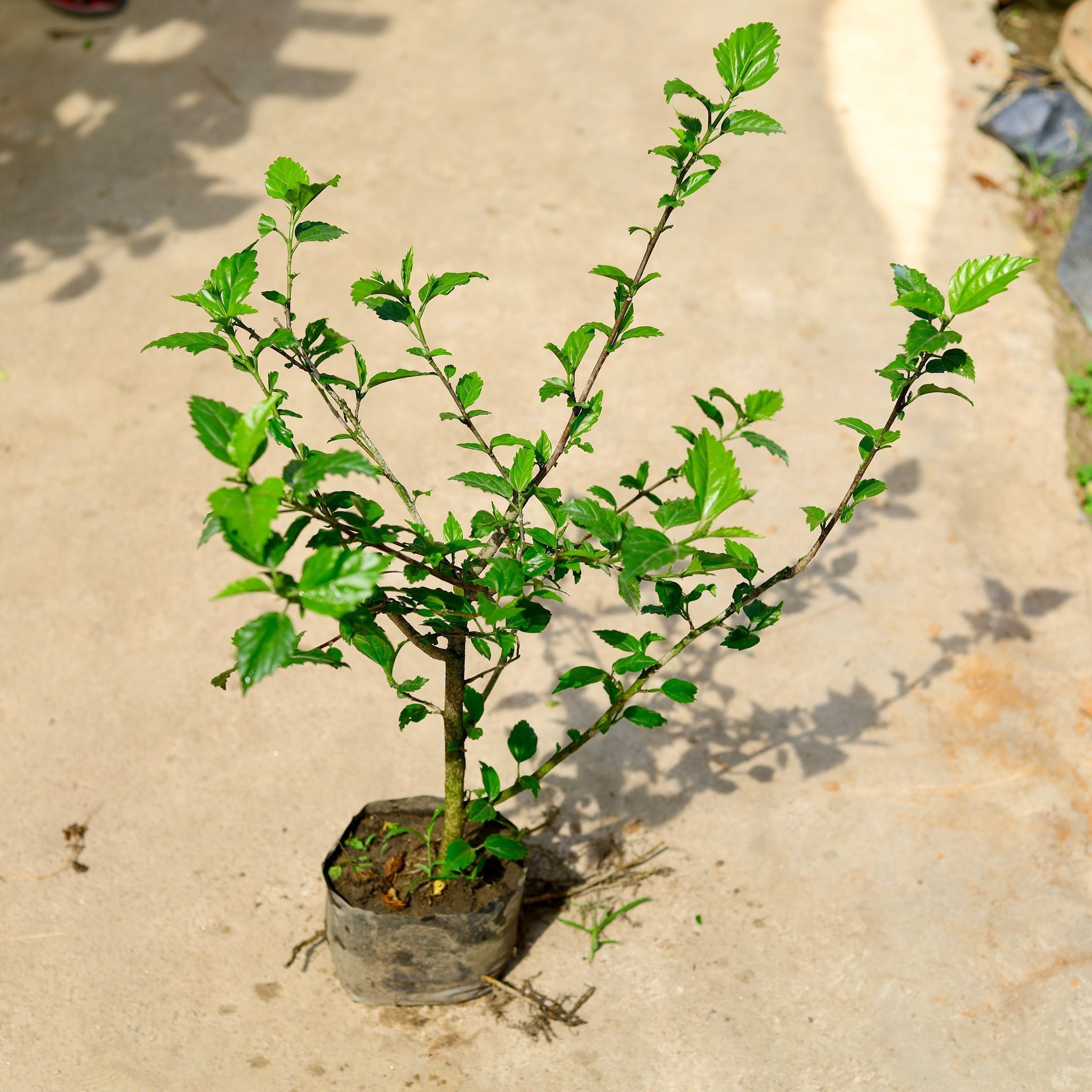 Hibiscus / Gudhal Red in 8 Inch Nursery Bag