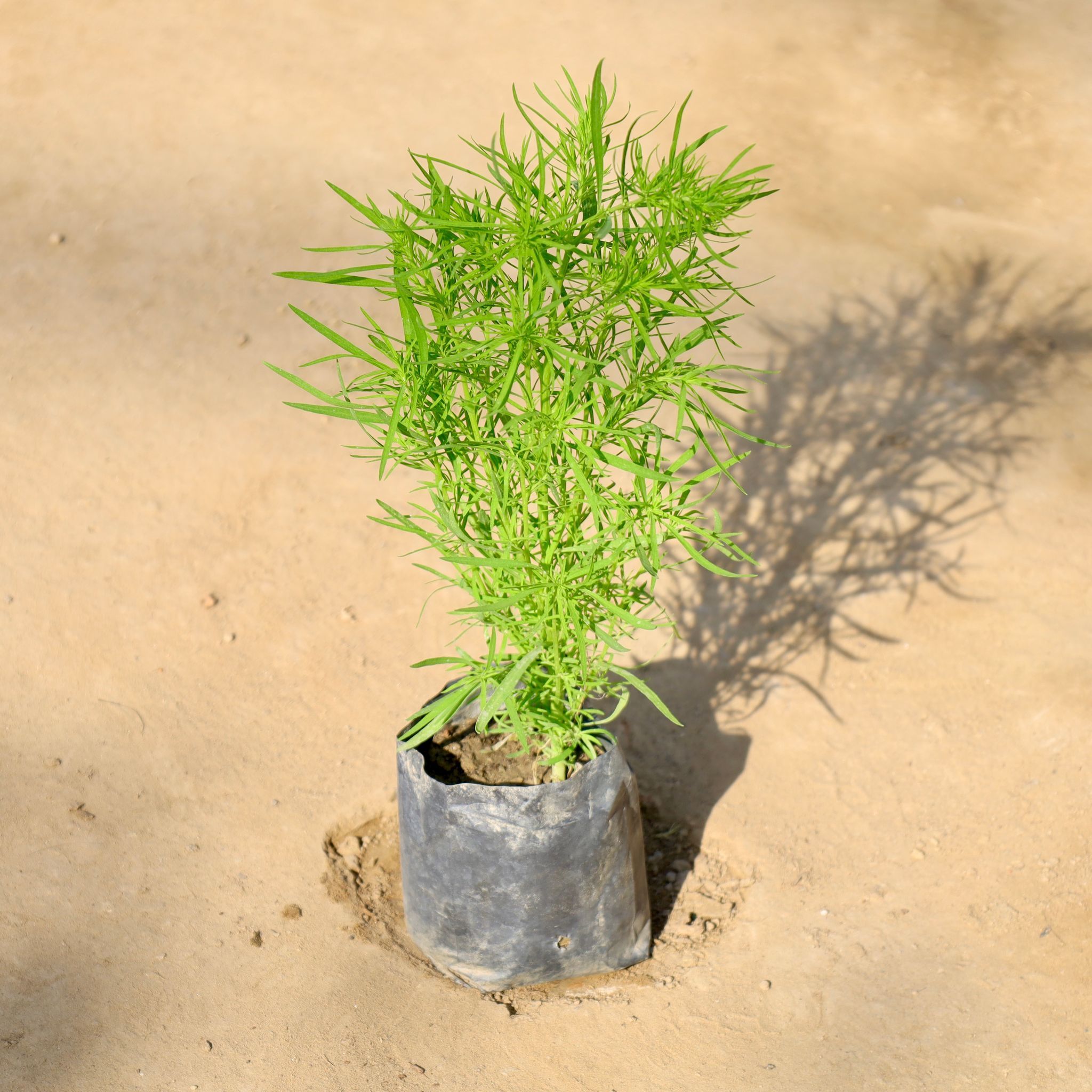 Kochia in 4 Inch Nursery Bag
