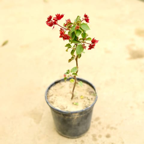 Bougainvillea (any colour) in 6 Inch Nursery Pot