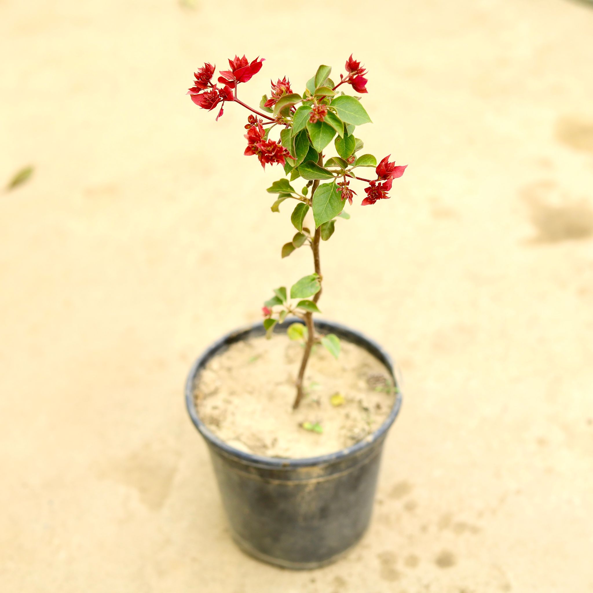 Bougainvillea (any colour) in 6 Inch Nursery Pot