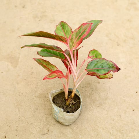 Aglaonema Lipstick in 4 Inch Nursery Bag