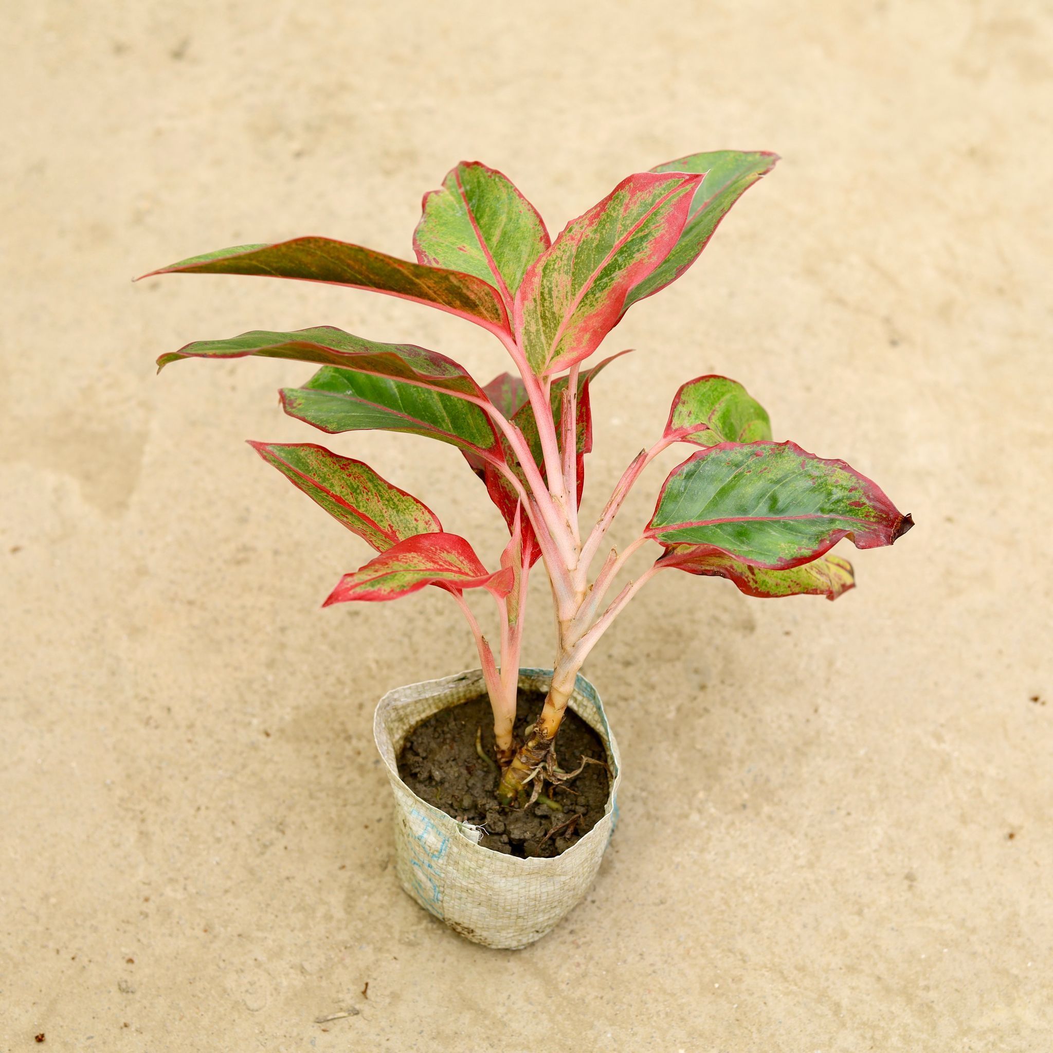 Aglaonema Lipstick in 4 Inch Nursery Bag