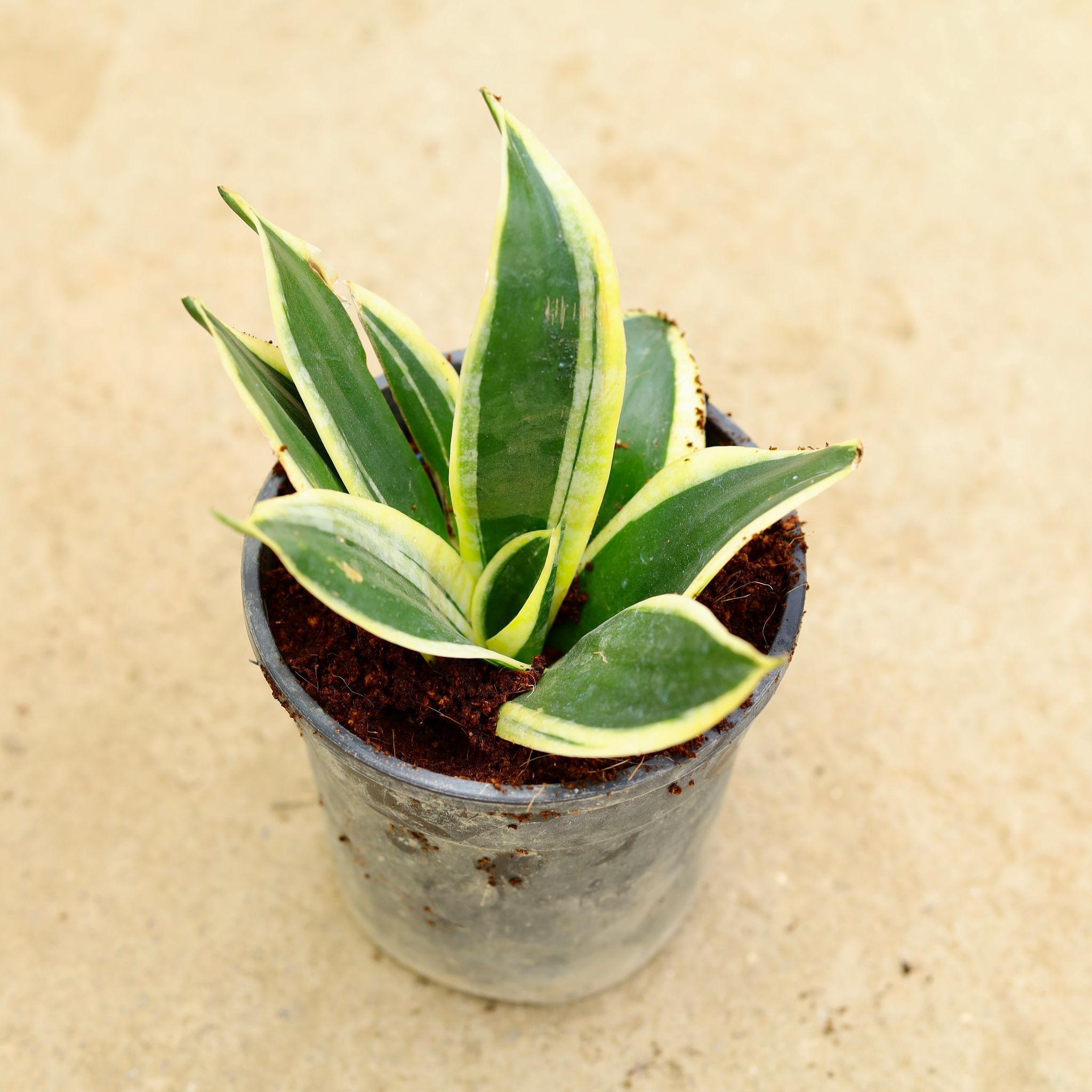 Snake Dwarf yellow in 6 Inch Nursery Pot