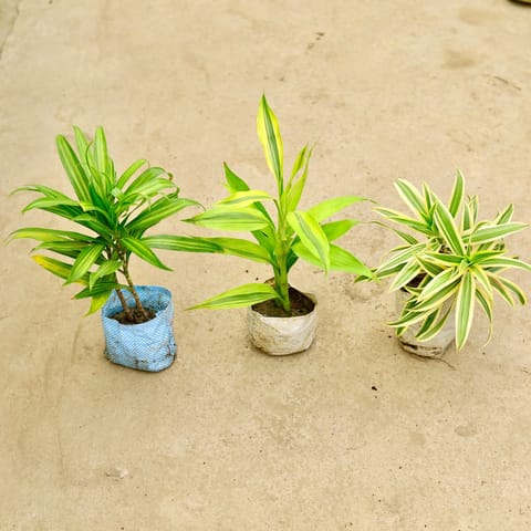 Set of 3 - Dracaena Messenger, song of India & Lucky Bamboo in 4 Inch Nursery Bag